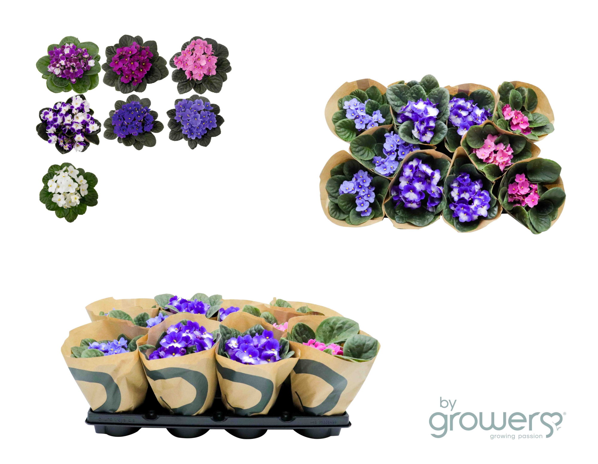 SAINTPAULIA IONANTHA 'Mix', D 12