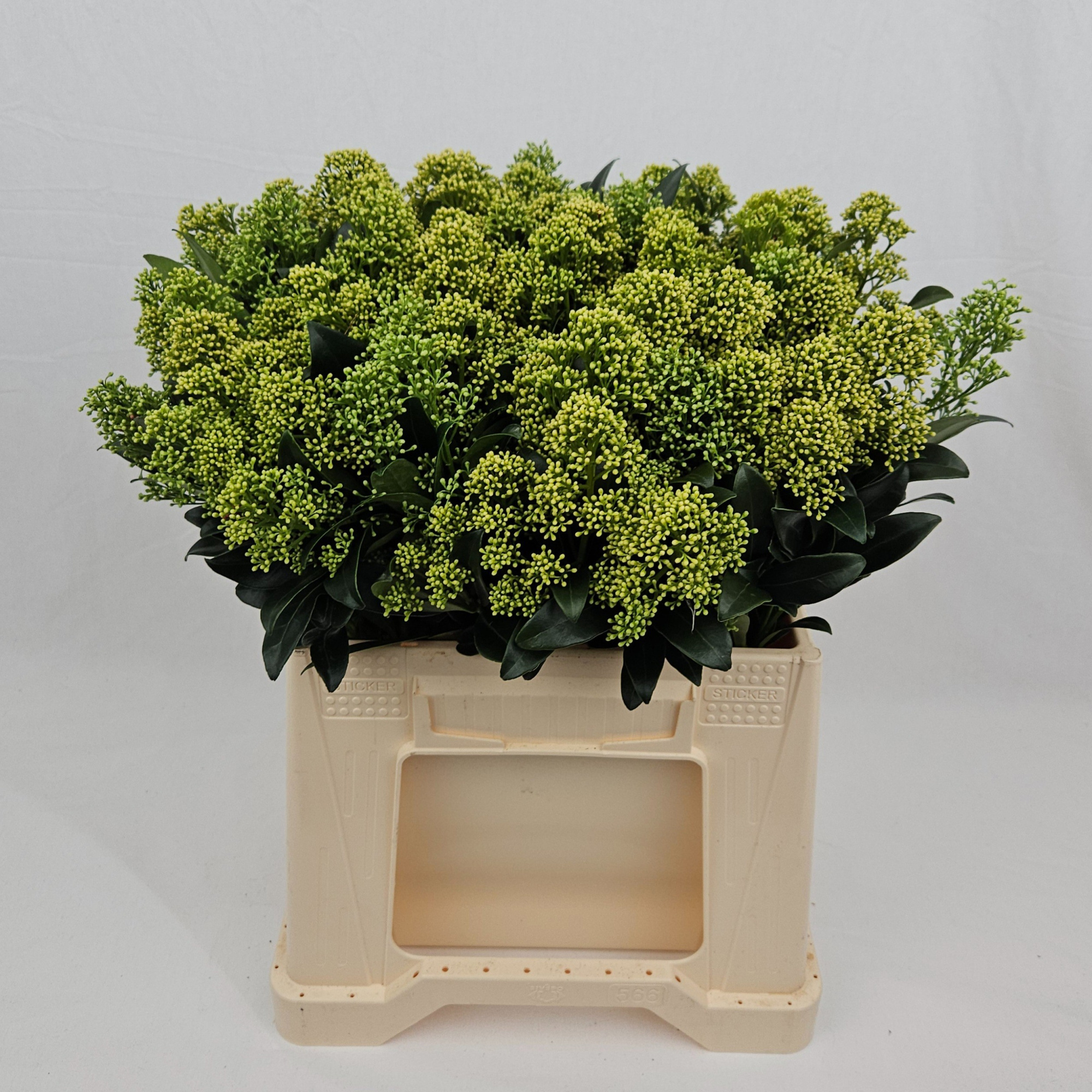 Скимия Фрэнки Вайт за пучок 40, пуч.