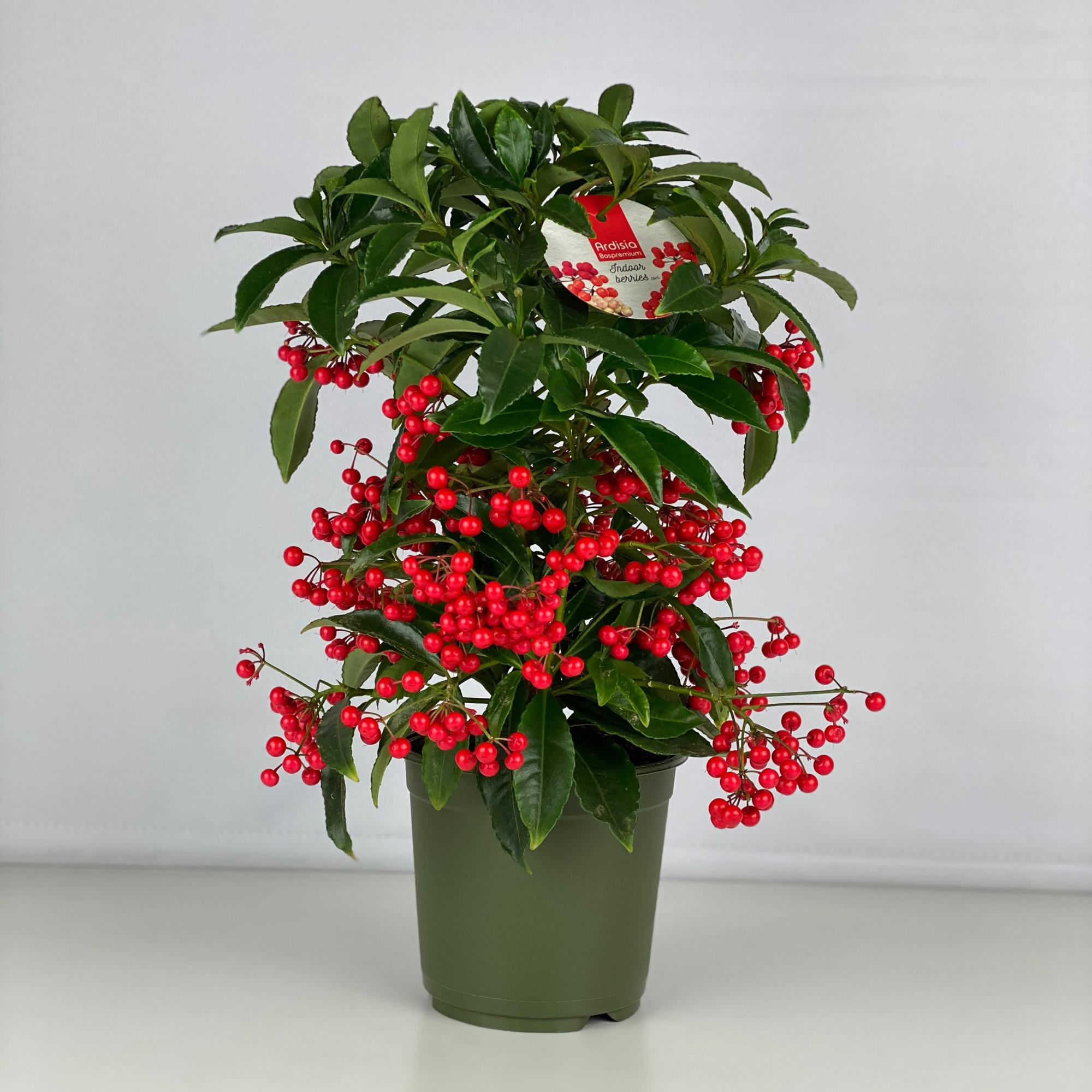 Ardisia crenata Bospremium Red, D 14 cm