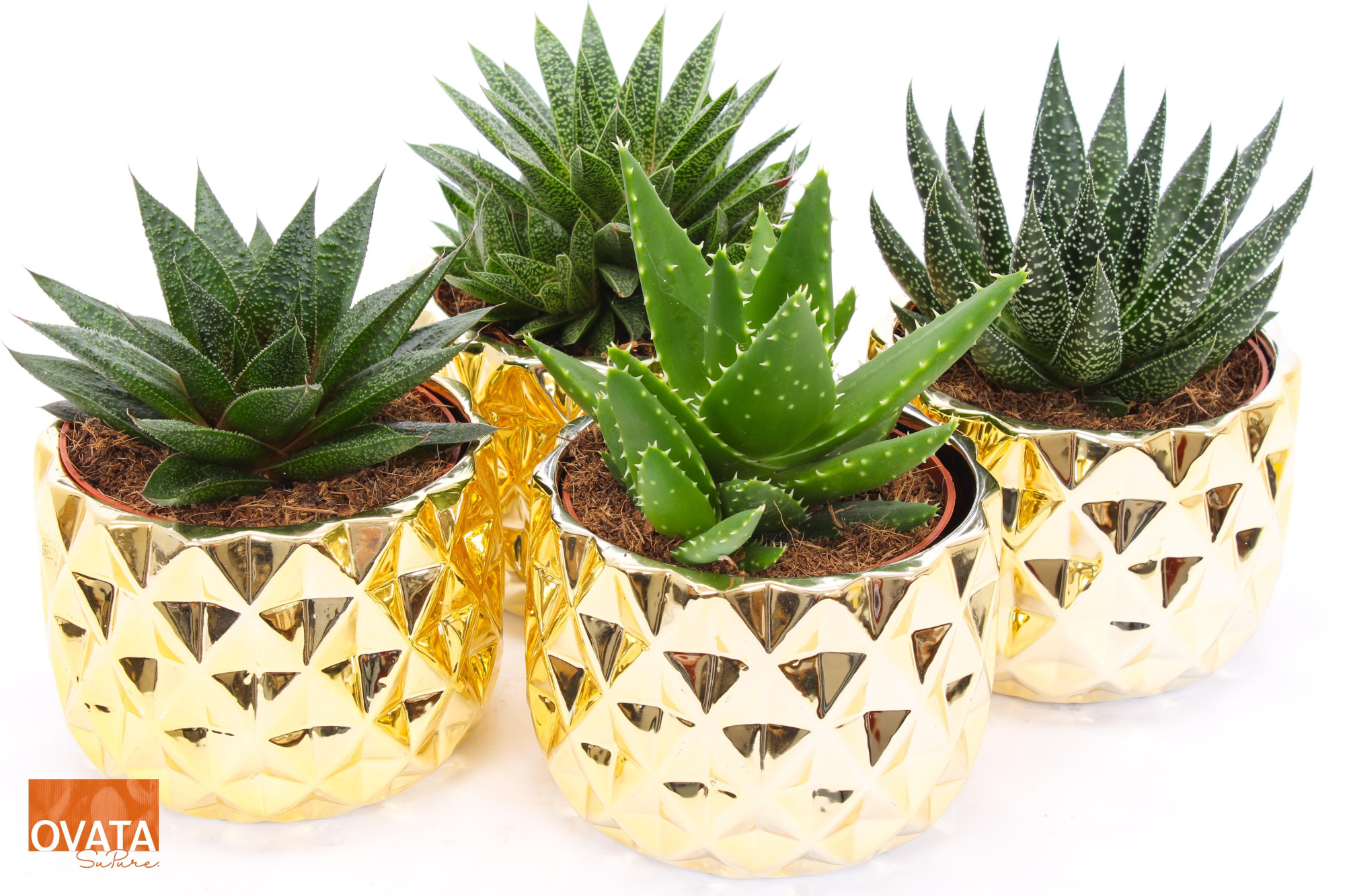 ROCKS mix in Las Vegas 14, D 14 cm