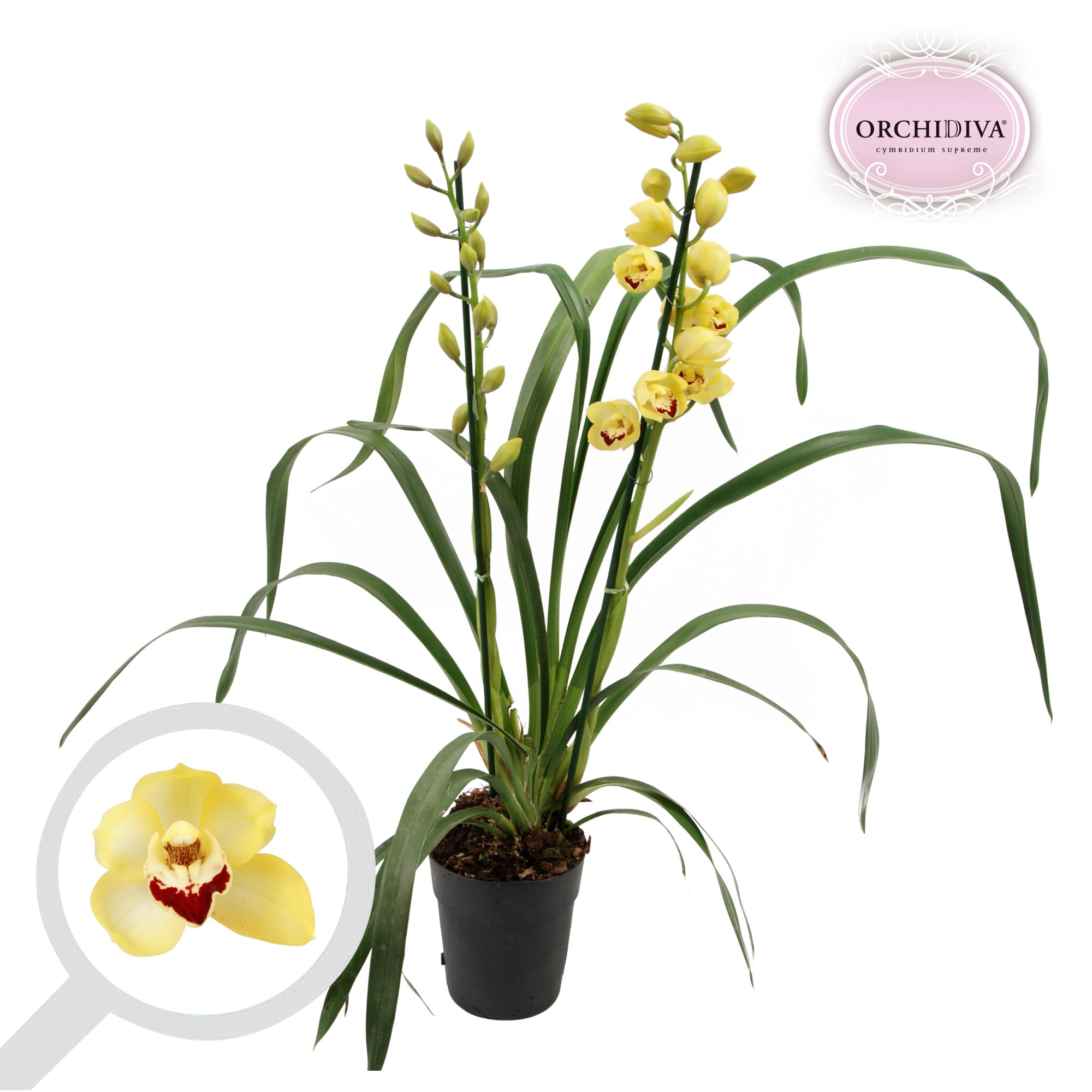 Cymbidium geel 2 tak, D 14