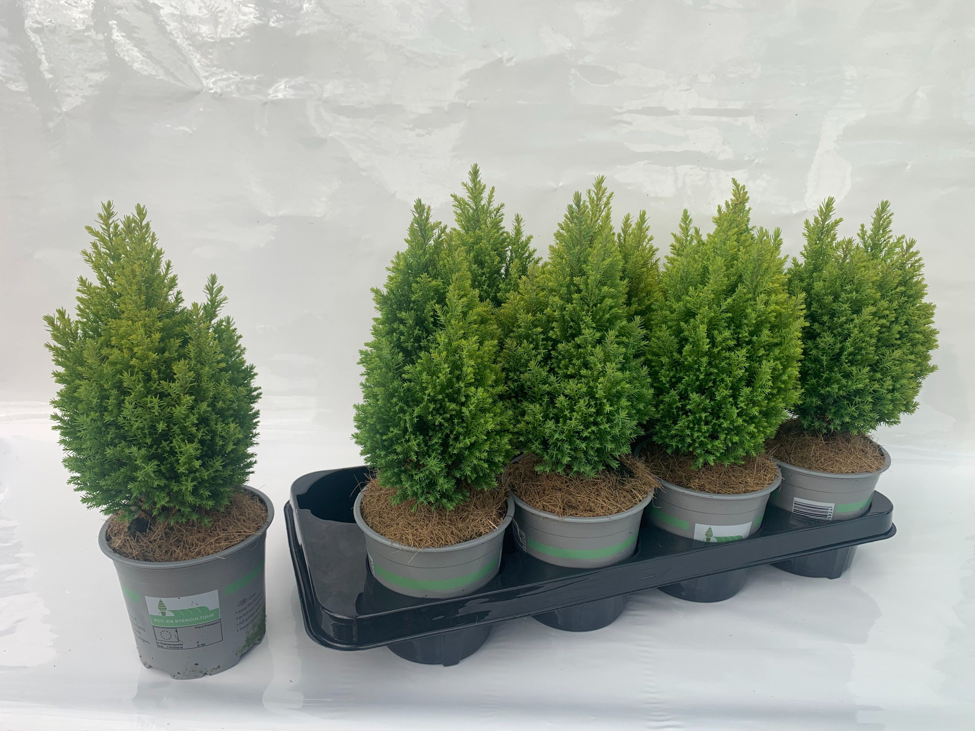 Cham. laws Ellw Gold, D 13 cm