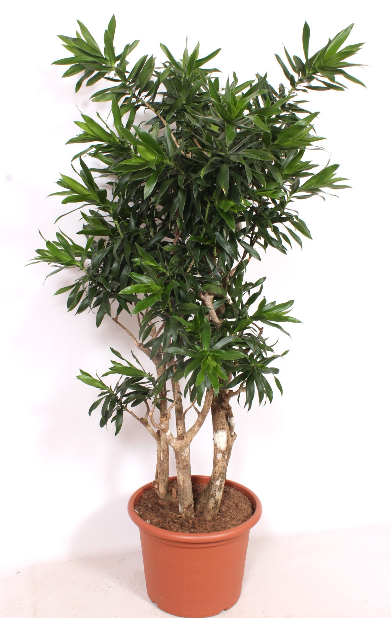 Dracaena reflexa, D 45 cm