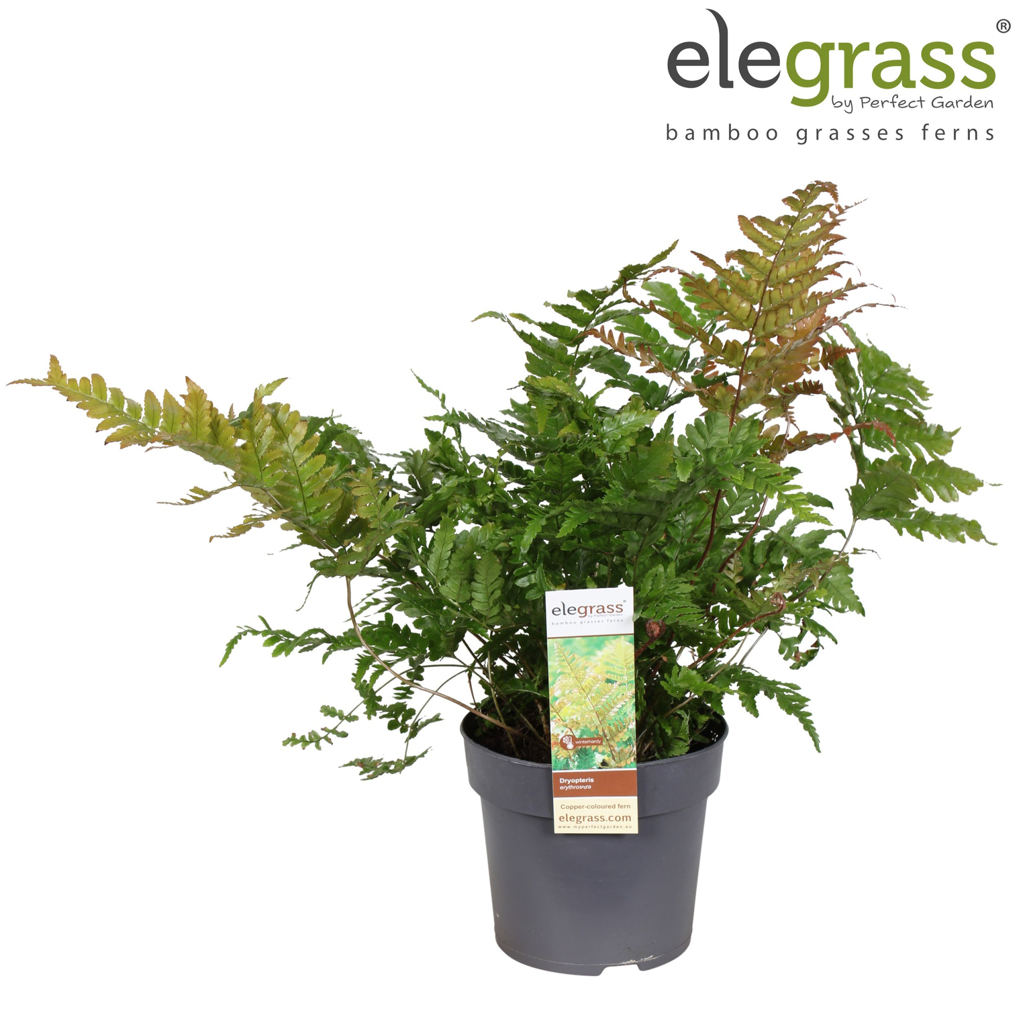 Dryopteris Erythrosora P14, D 14 cm