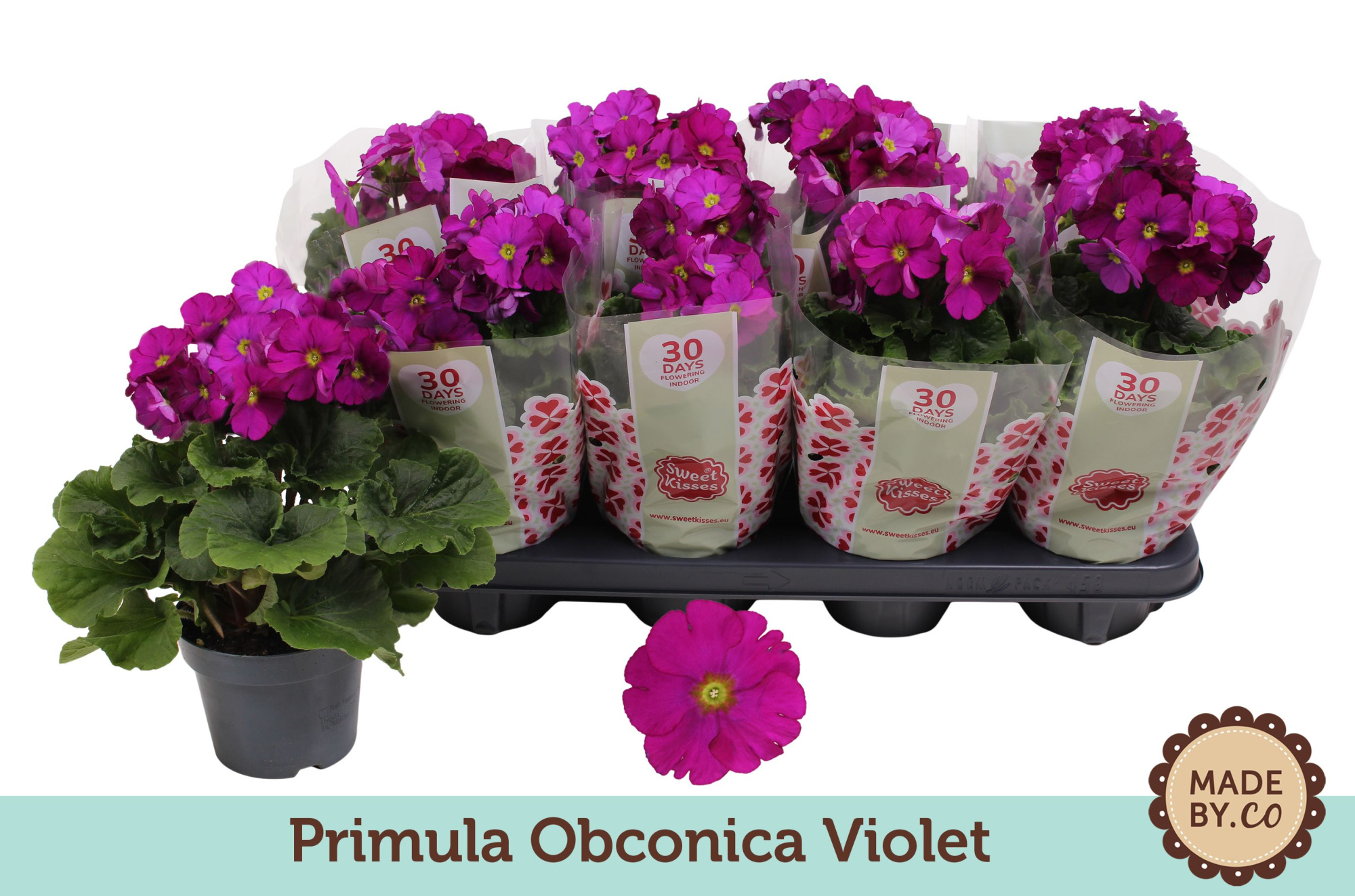 Primula Obconica Violet, D 12