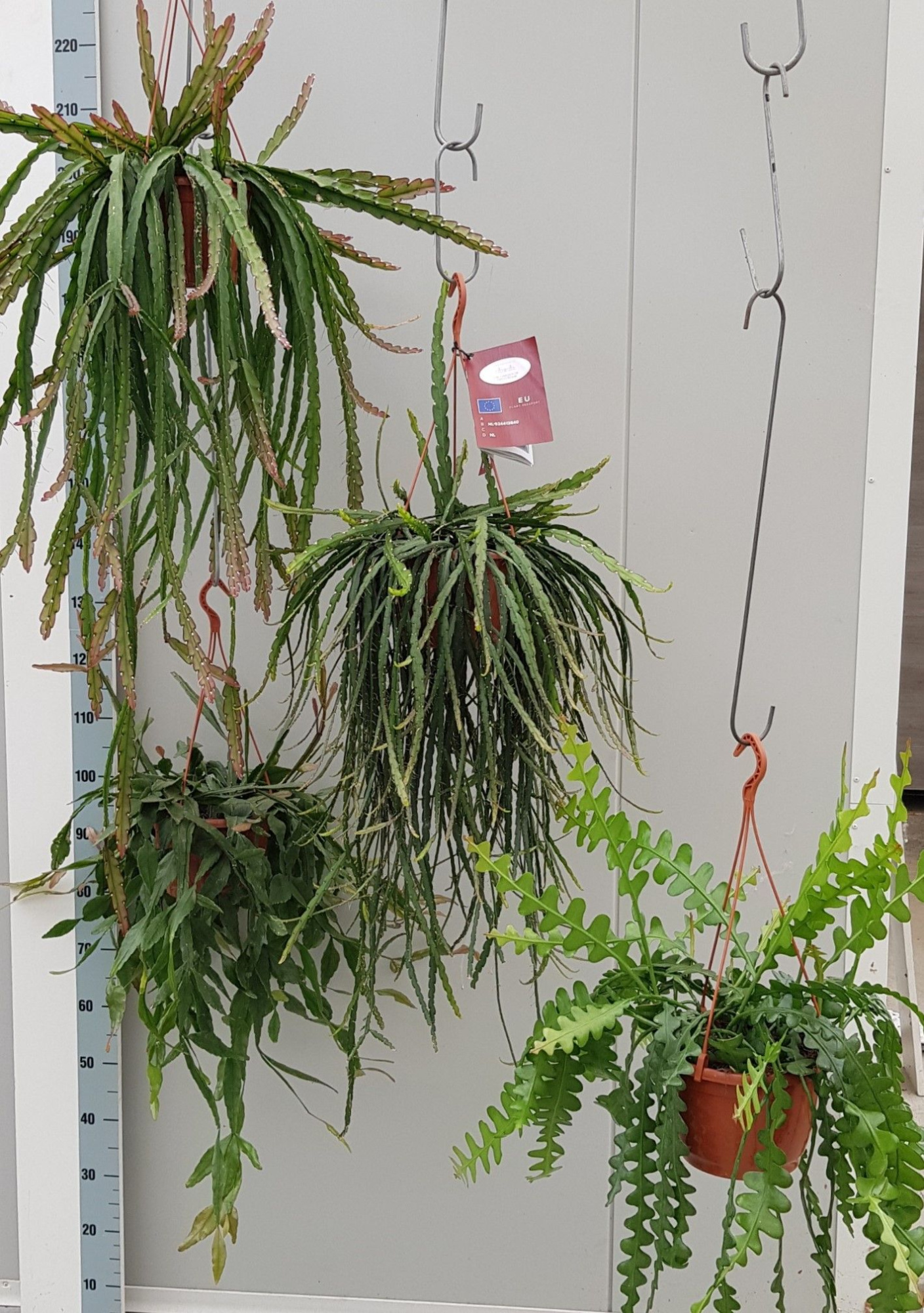 Rhipsalis Gemengd 20cm, D 20 cm
