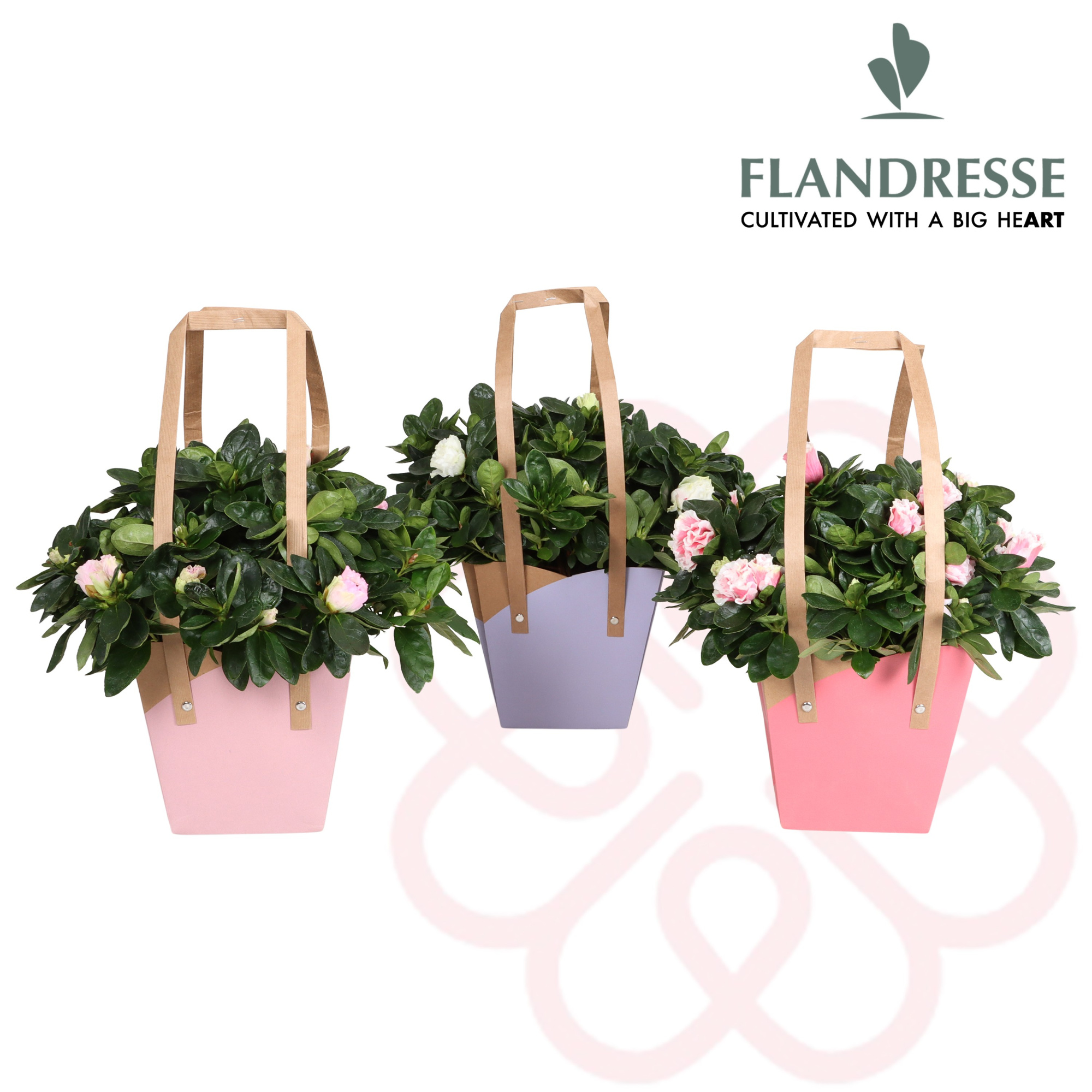 Azalea Flandresse® New Frontiers Draagtas, D 14 cm