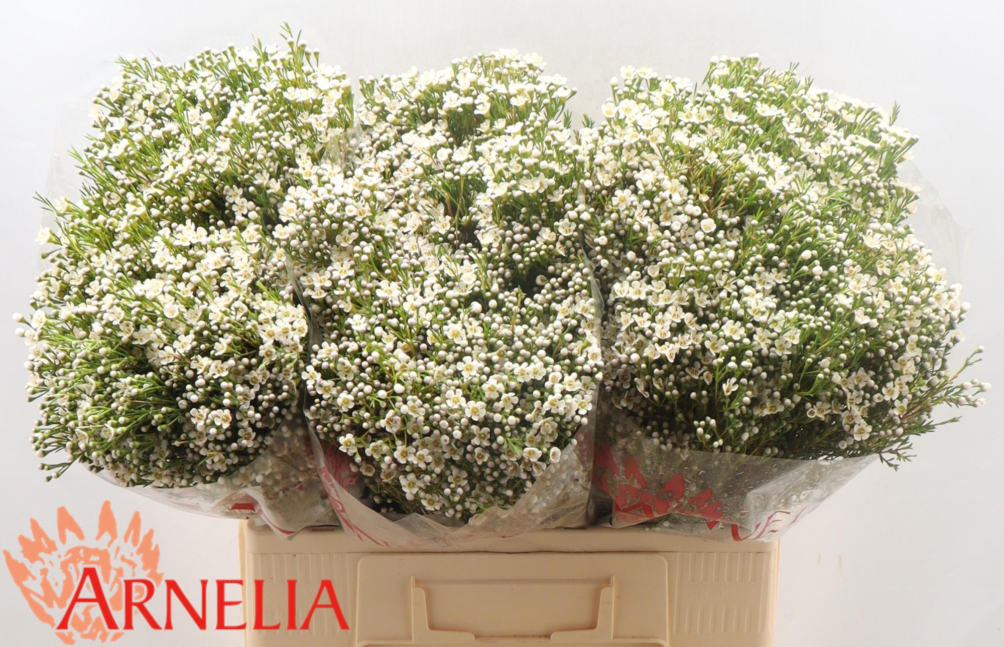 Шамелациум Перл Баттонс 60, шт.