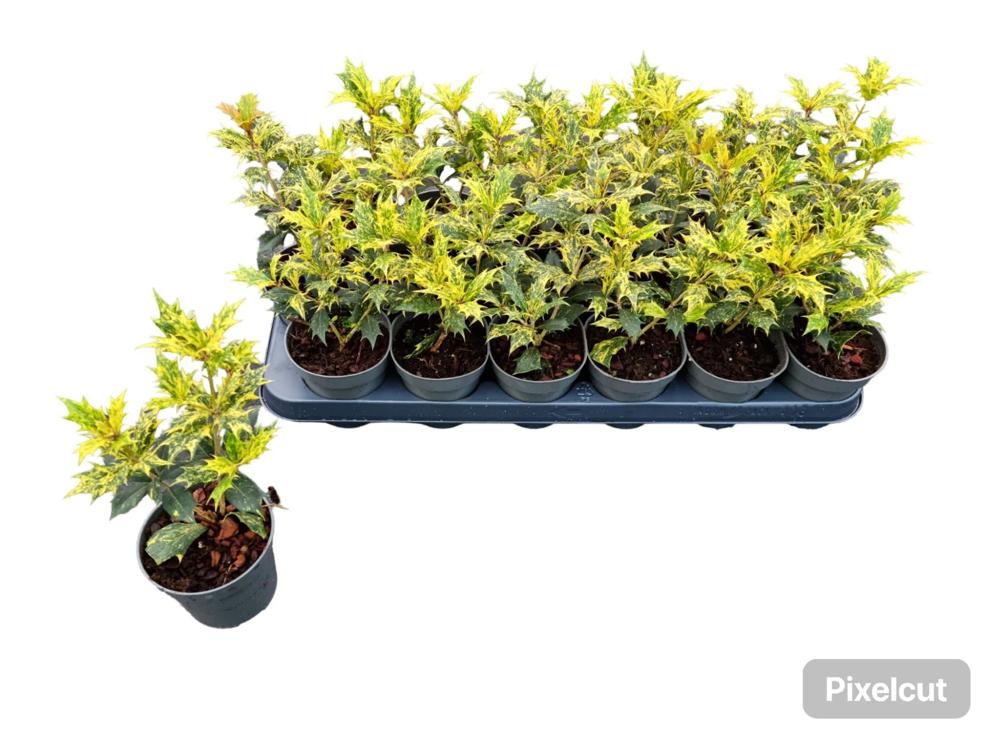 Osmanthus het. Tricolor, D 9,5