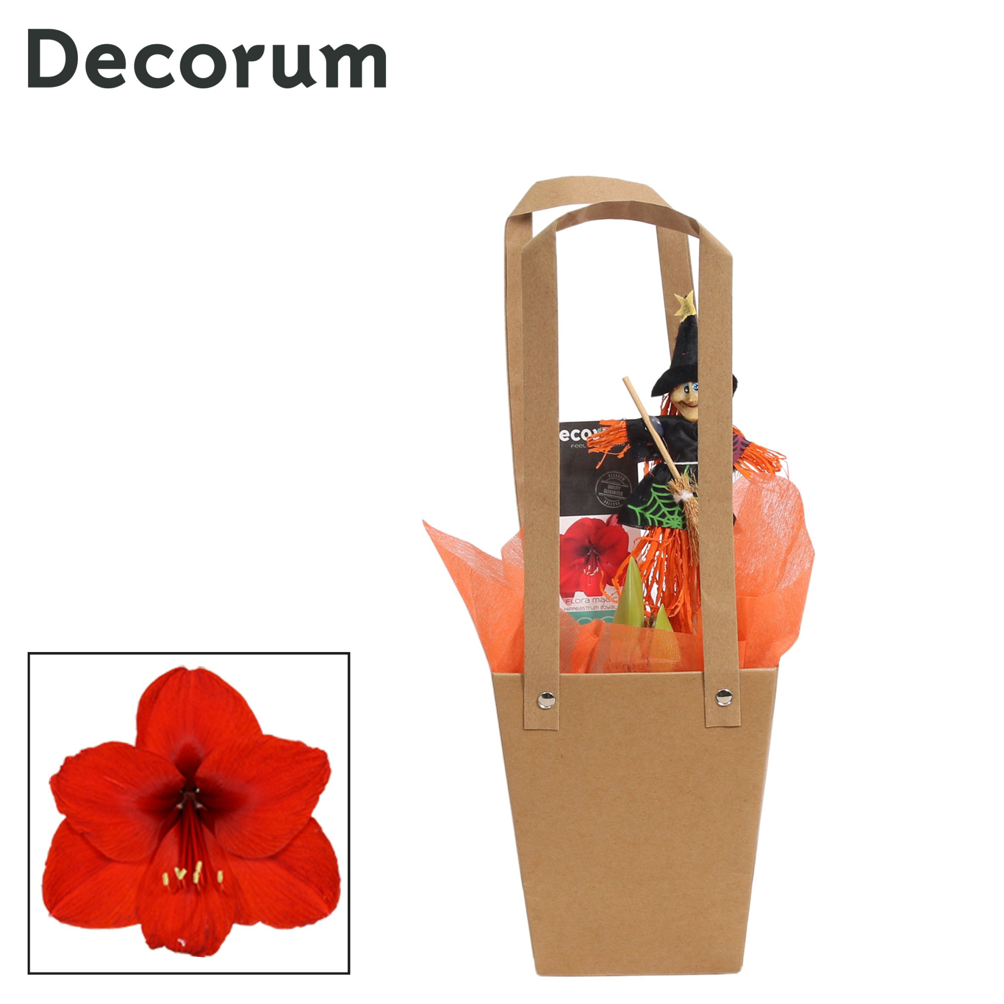 Amaryllis Rood 2 Knop in Giftbag HALLOWEEN (Decorum), D 12 cm