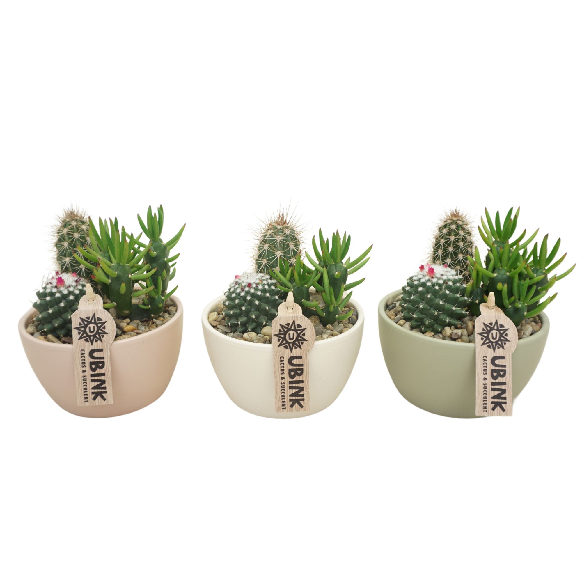 Cactus beplant in Pastel schaaltje 14 cm (3 assorti), D 14 cm