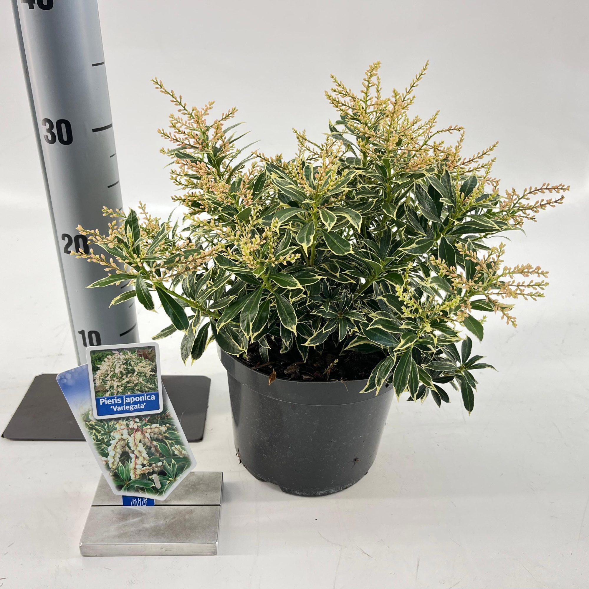 Pieris jap. ‘Variegata’, D 19 cm
