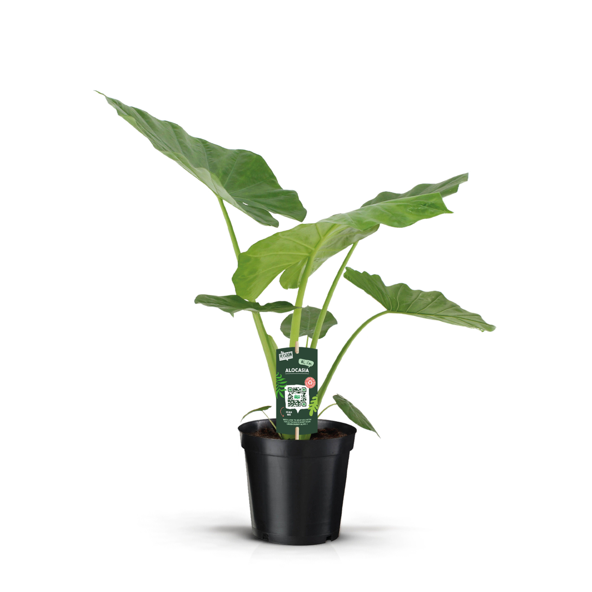 Alocasia Macrorrhiza, D 19 cm