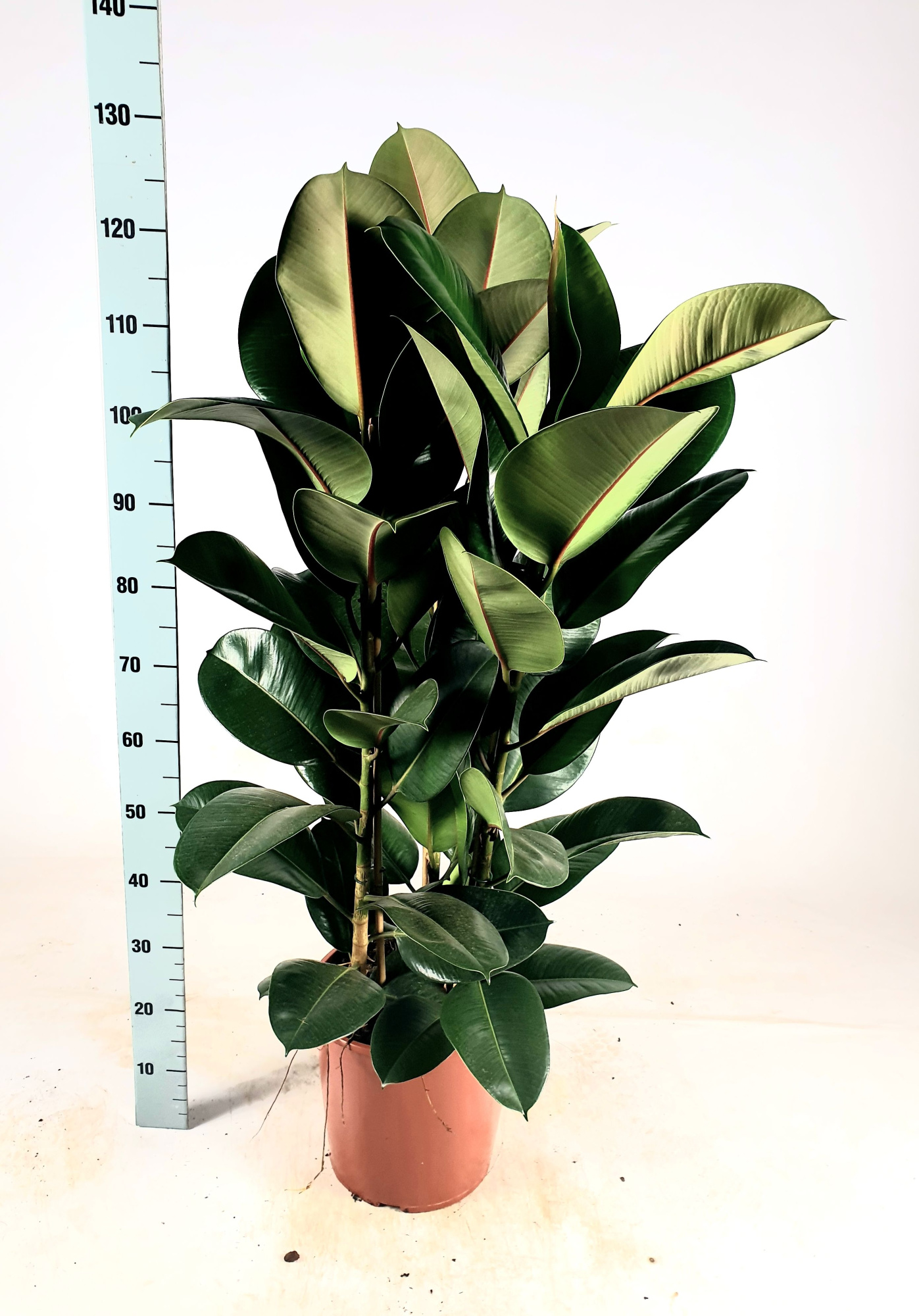 Ficus elastica 'Robusta' Toef 130cm, D 30