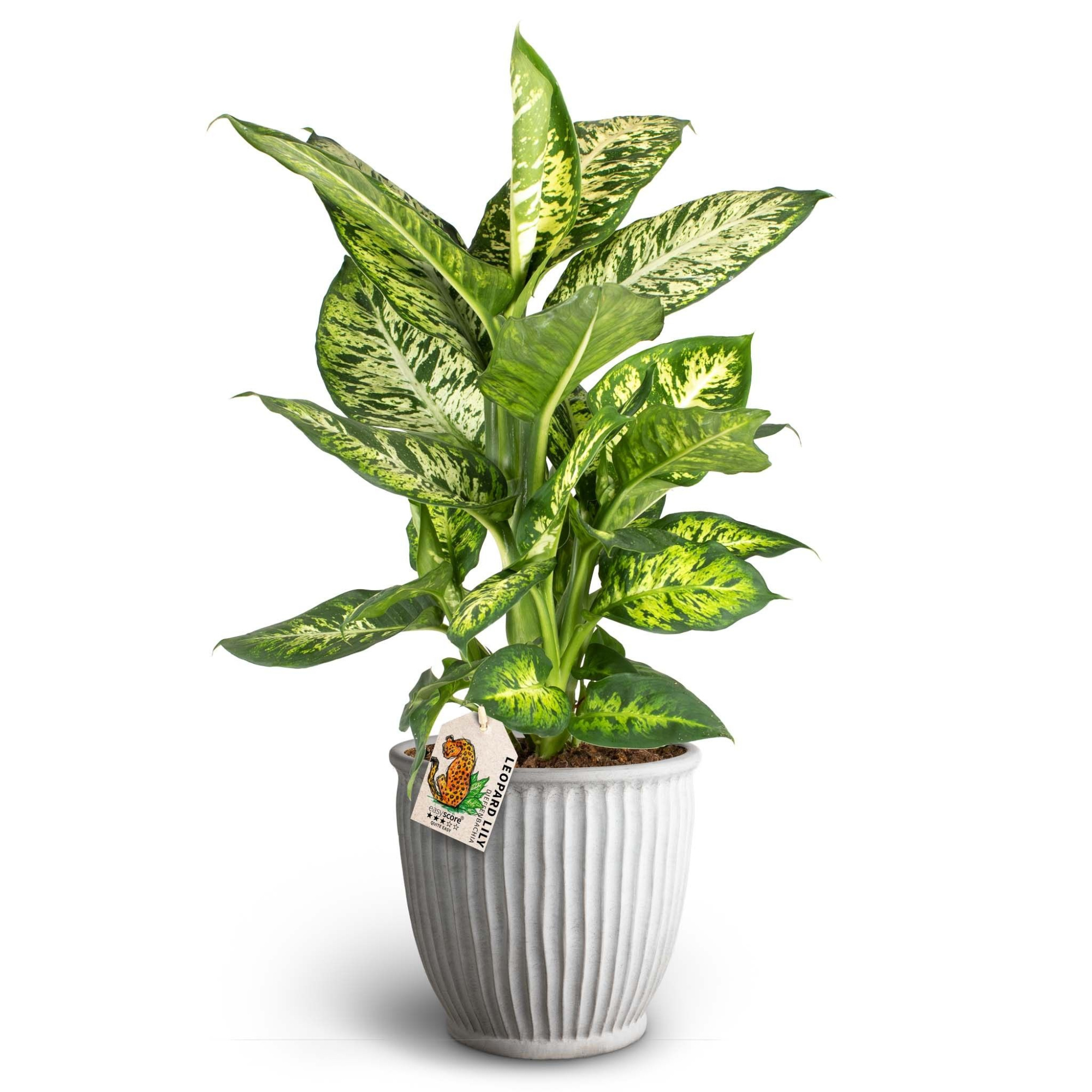 Athena Sand, Dieffenbachia ´Subliem´, D 19 cm