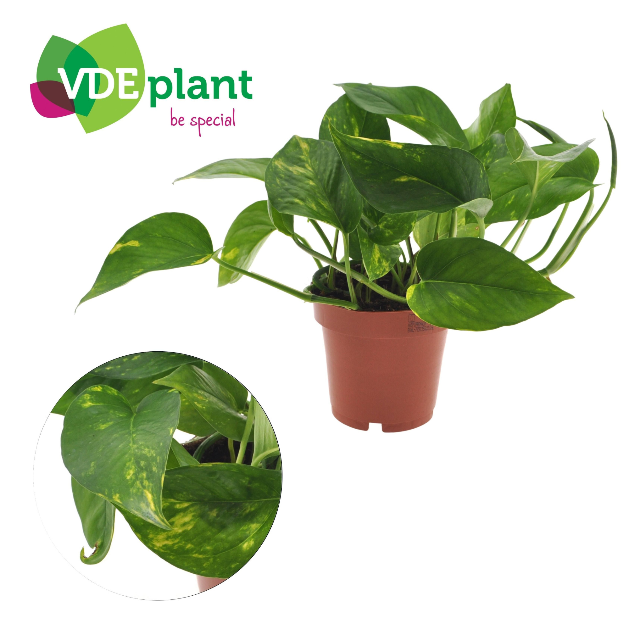 Epipremnum Aureum 12cm, D 12 cm