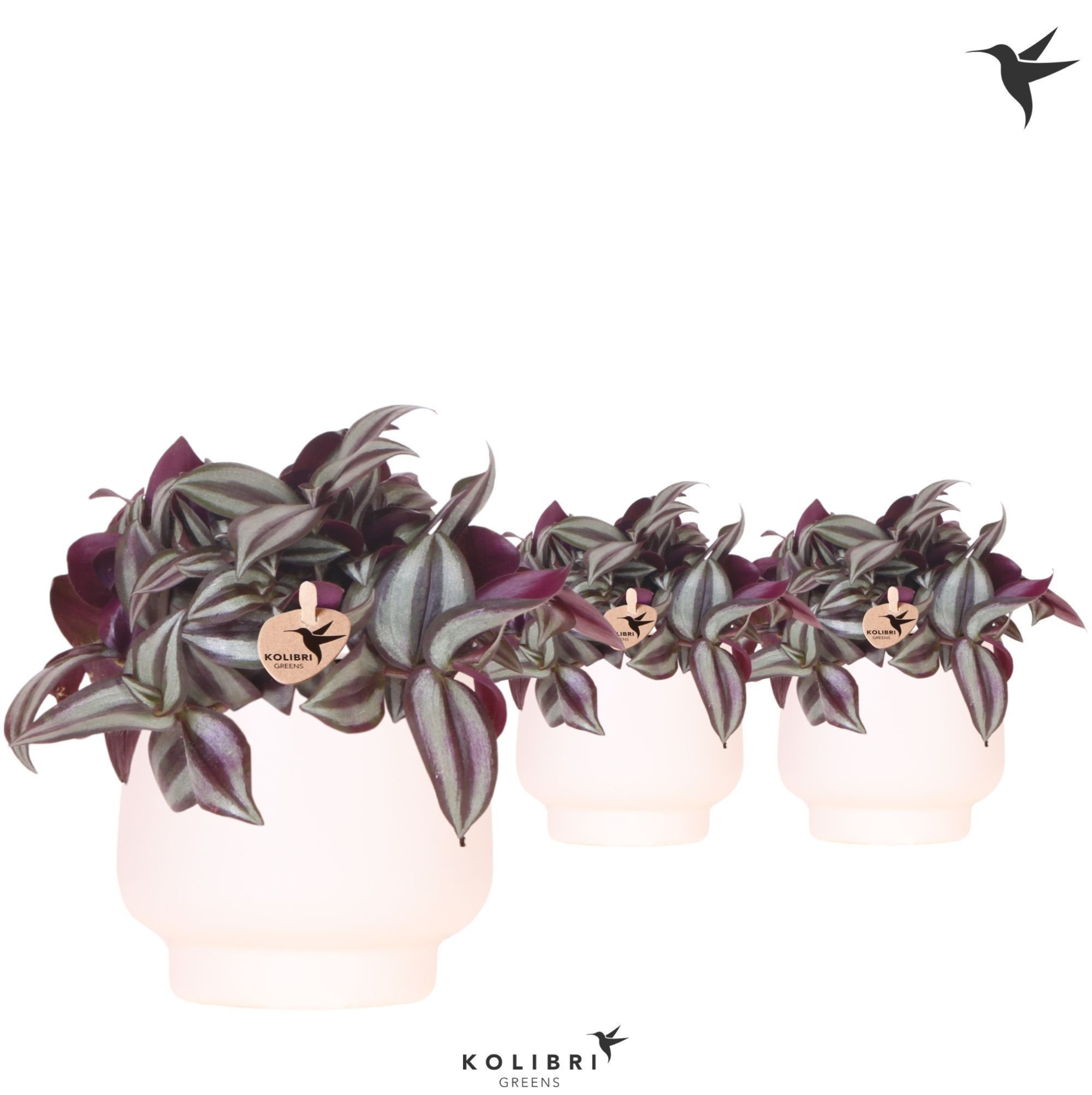 Kolibri Greens Tradescantia Zebrina in Scandic pot white, D 9 cm