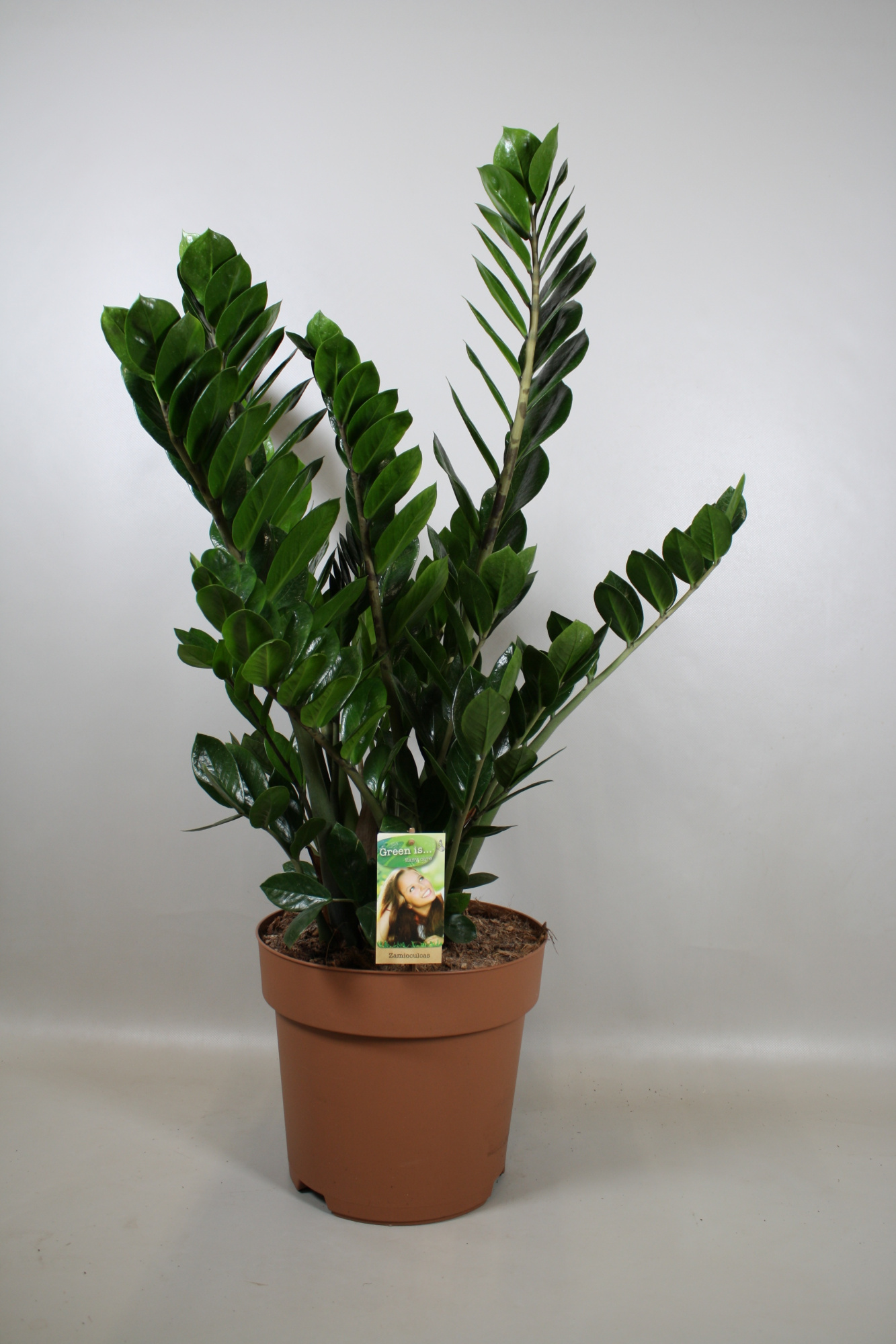 Zamioculcas 10+ veren, D 30