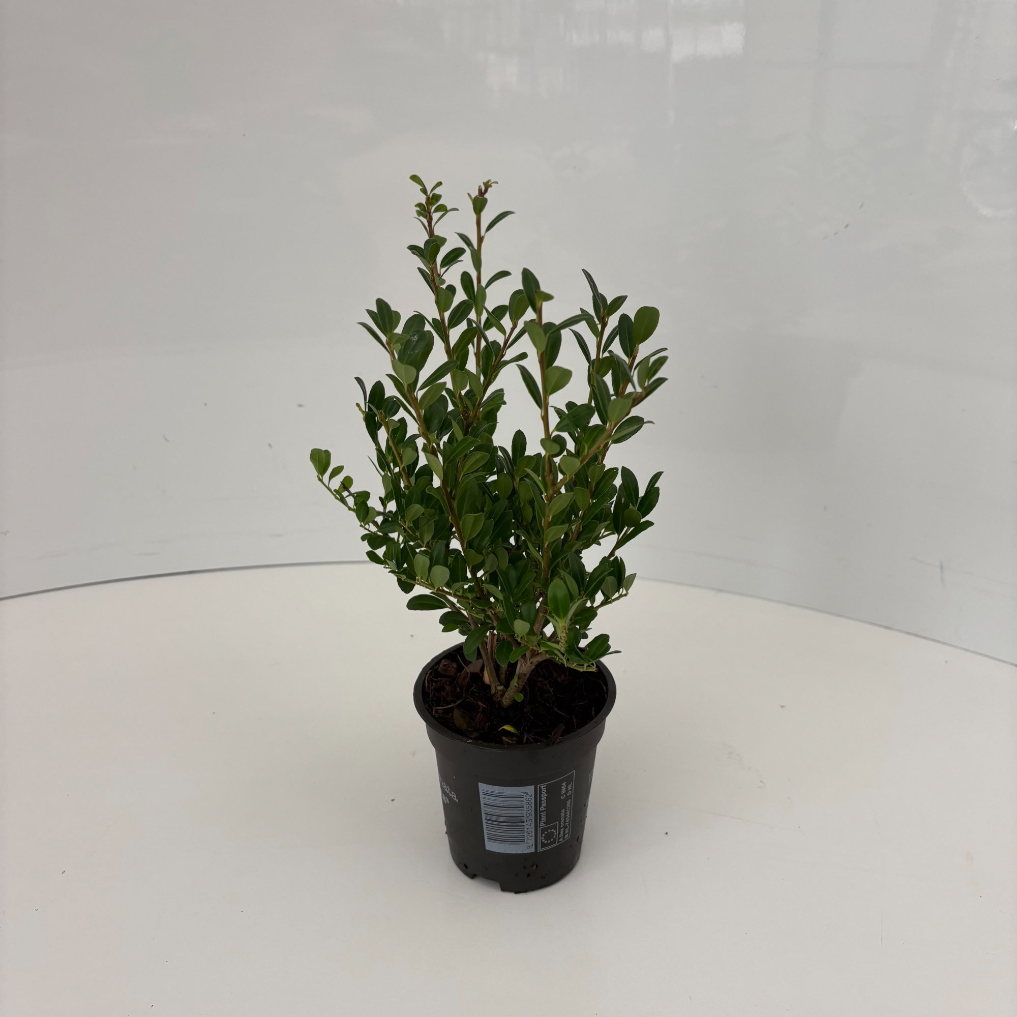 Ilex crenata Luxus® P9, D 9 cm