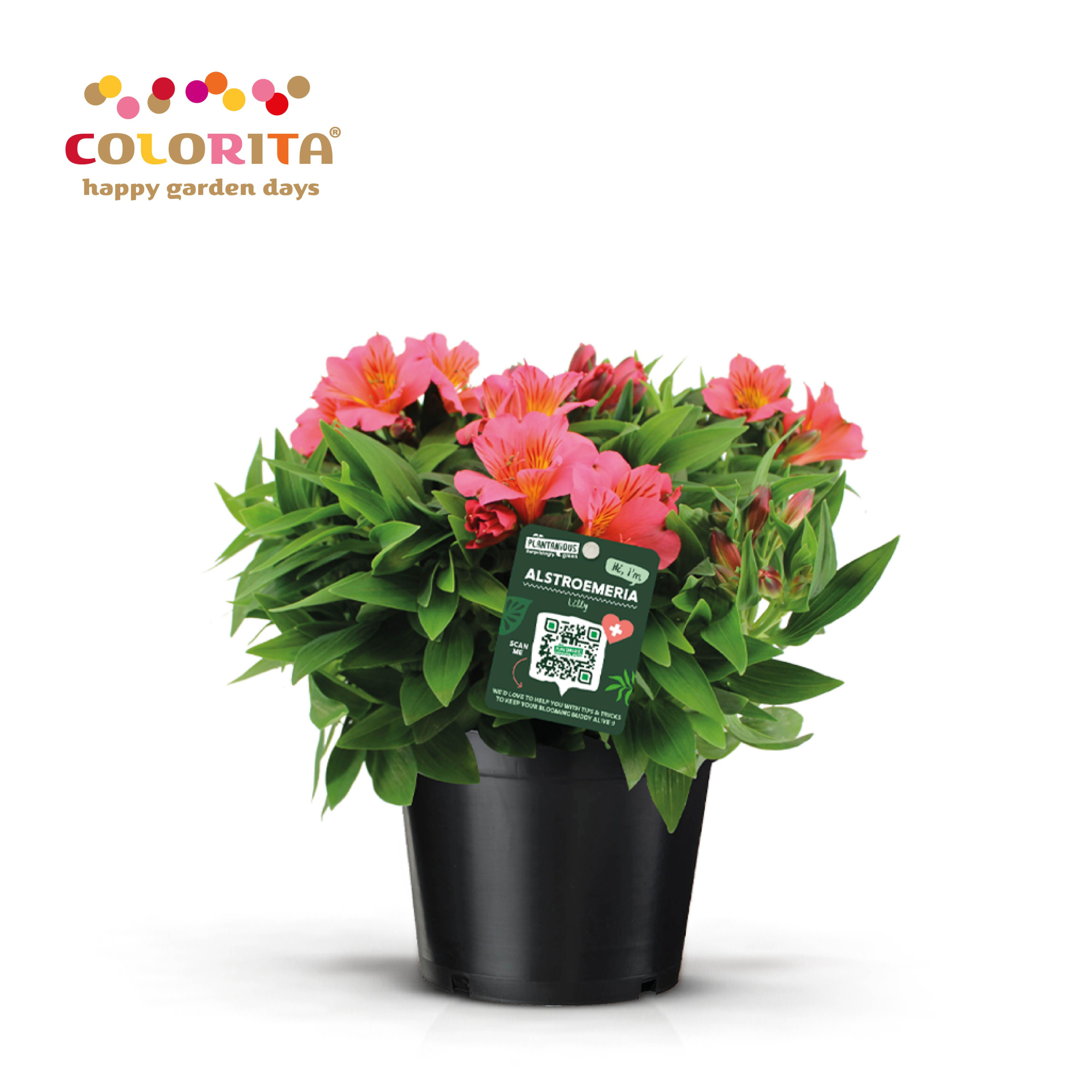Alstroemeria colorita roze, D 19