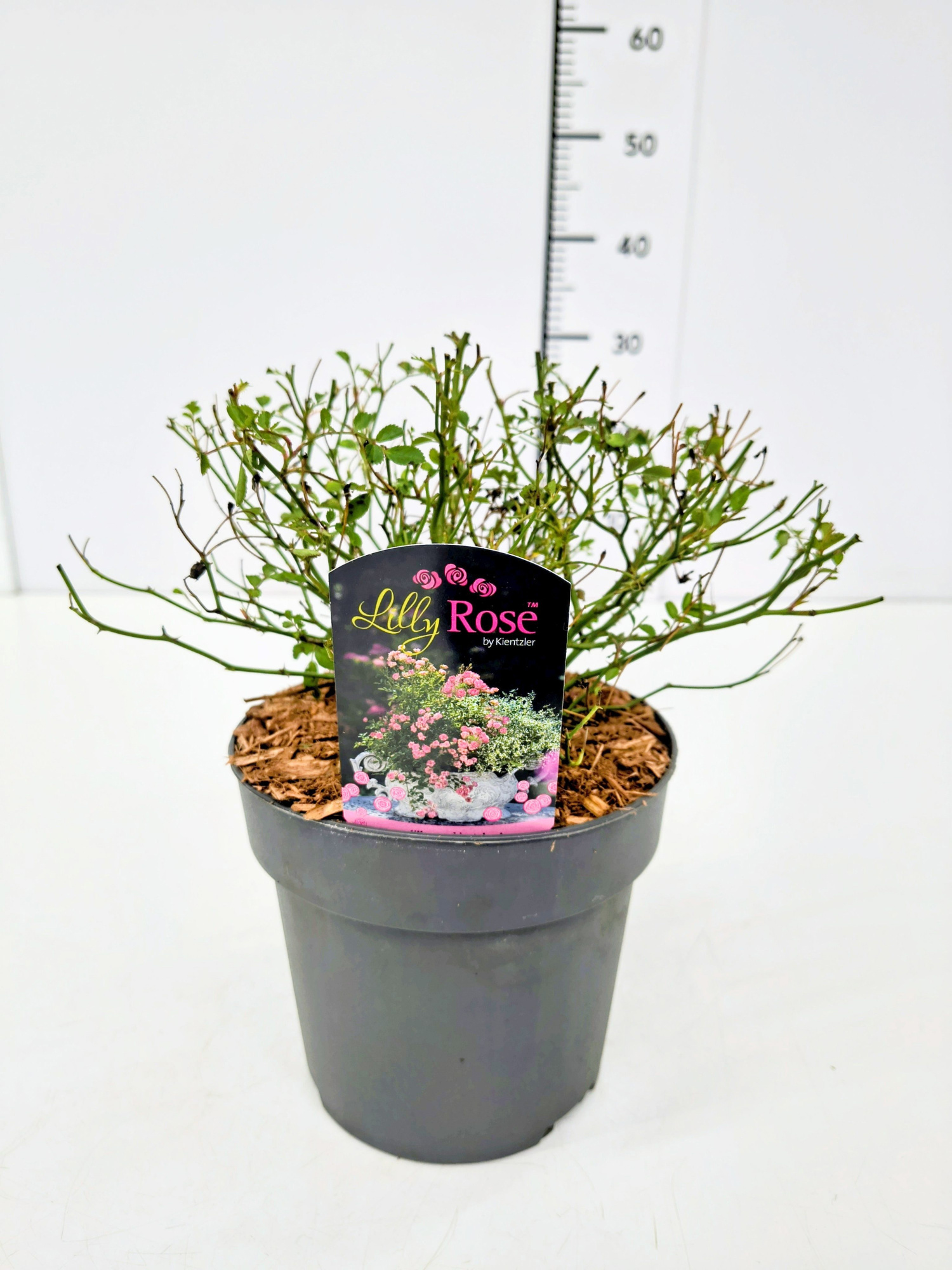 Rosa 'Lilly Rose' C2, D 17