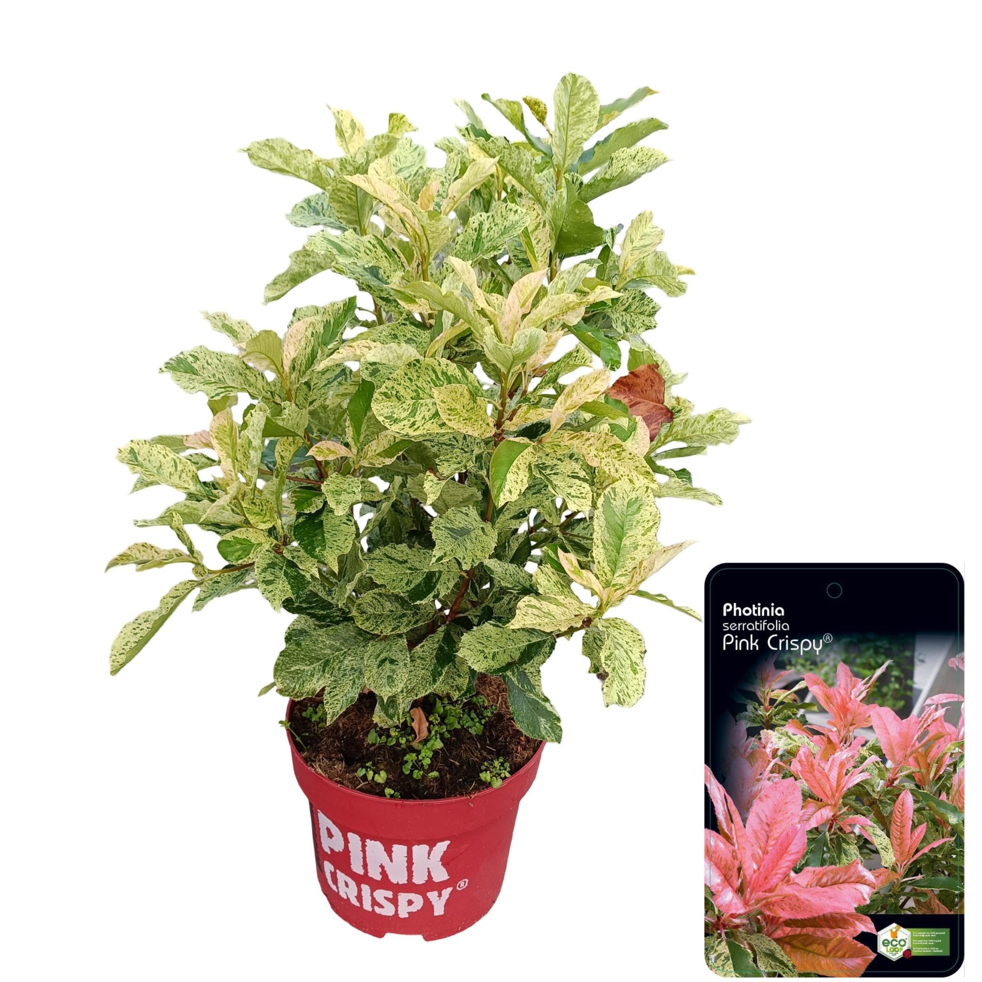 Photinia fras. 'Pink Crispy', D 29 cm