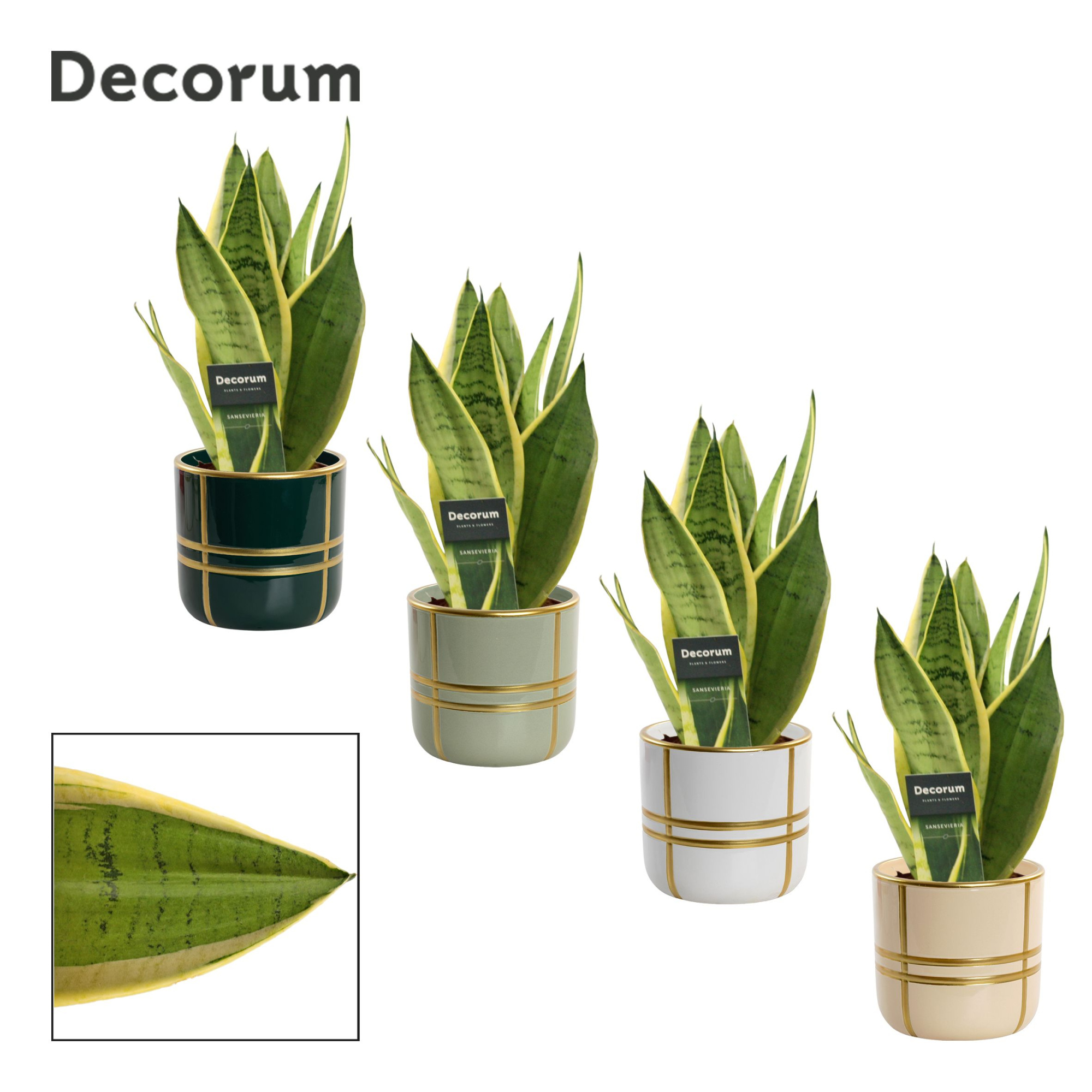 Sansevieria White Snow 12 cm in Lauri (Top blend-collection), D 12 cm