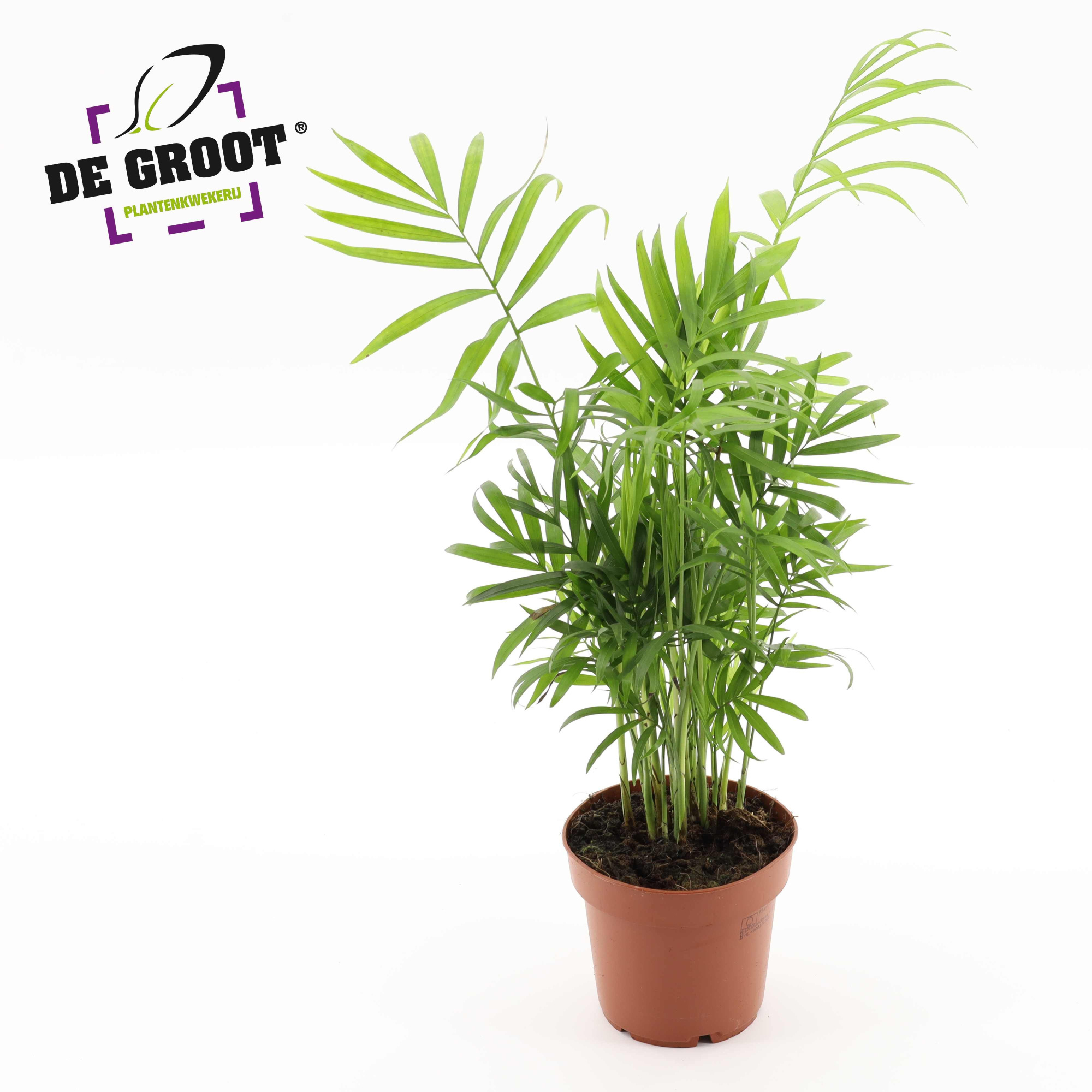 Chamaedorea elegans, D 12 cm