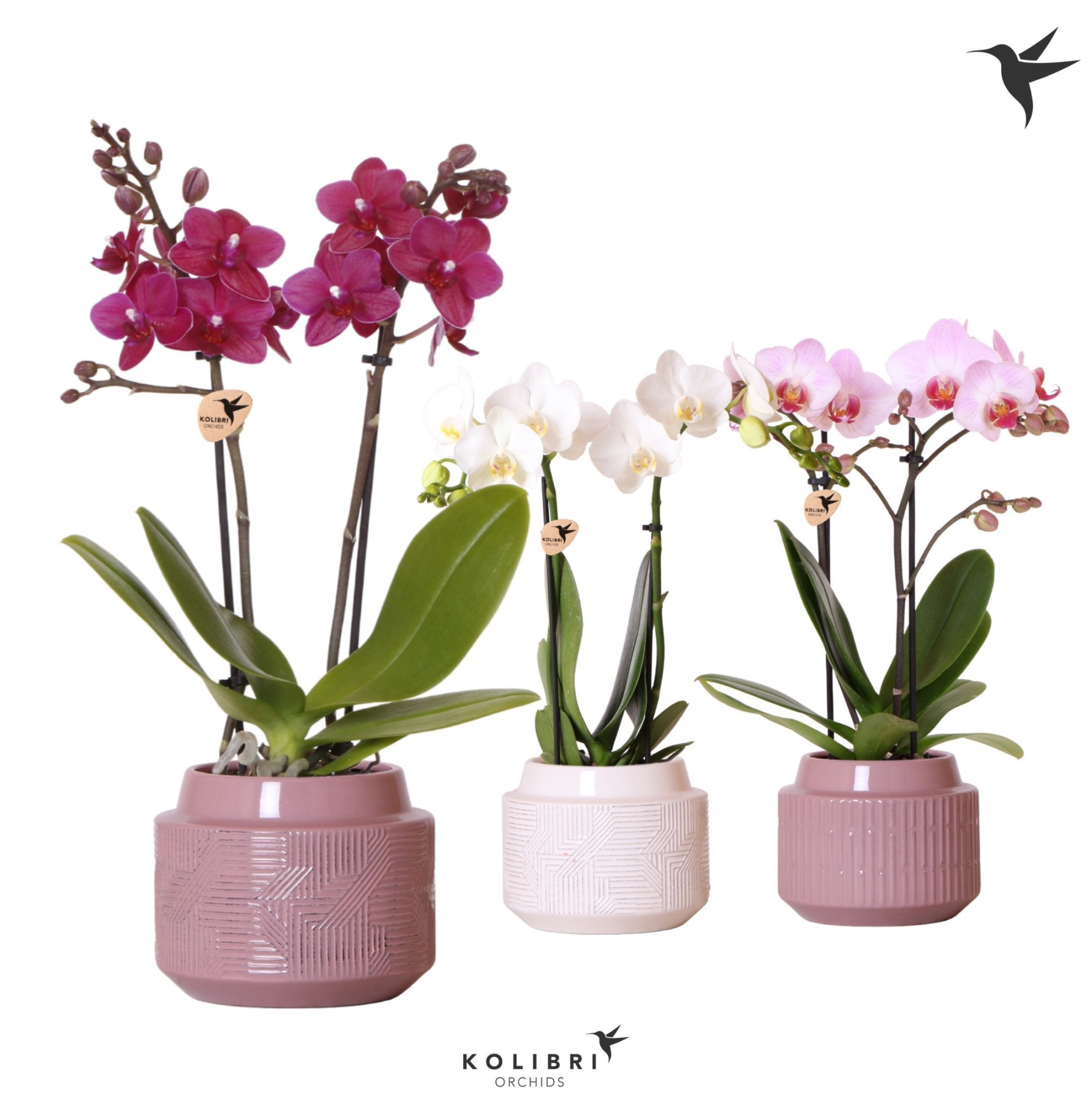 Kolibri Orchids Phalaenopsis mix 2spike in Maze pot white purple, D 9
