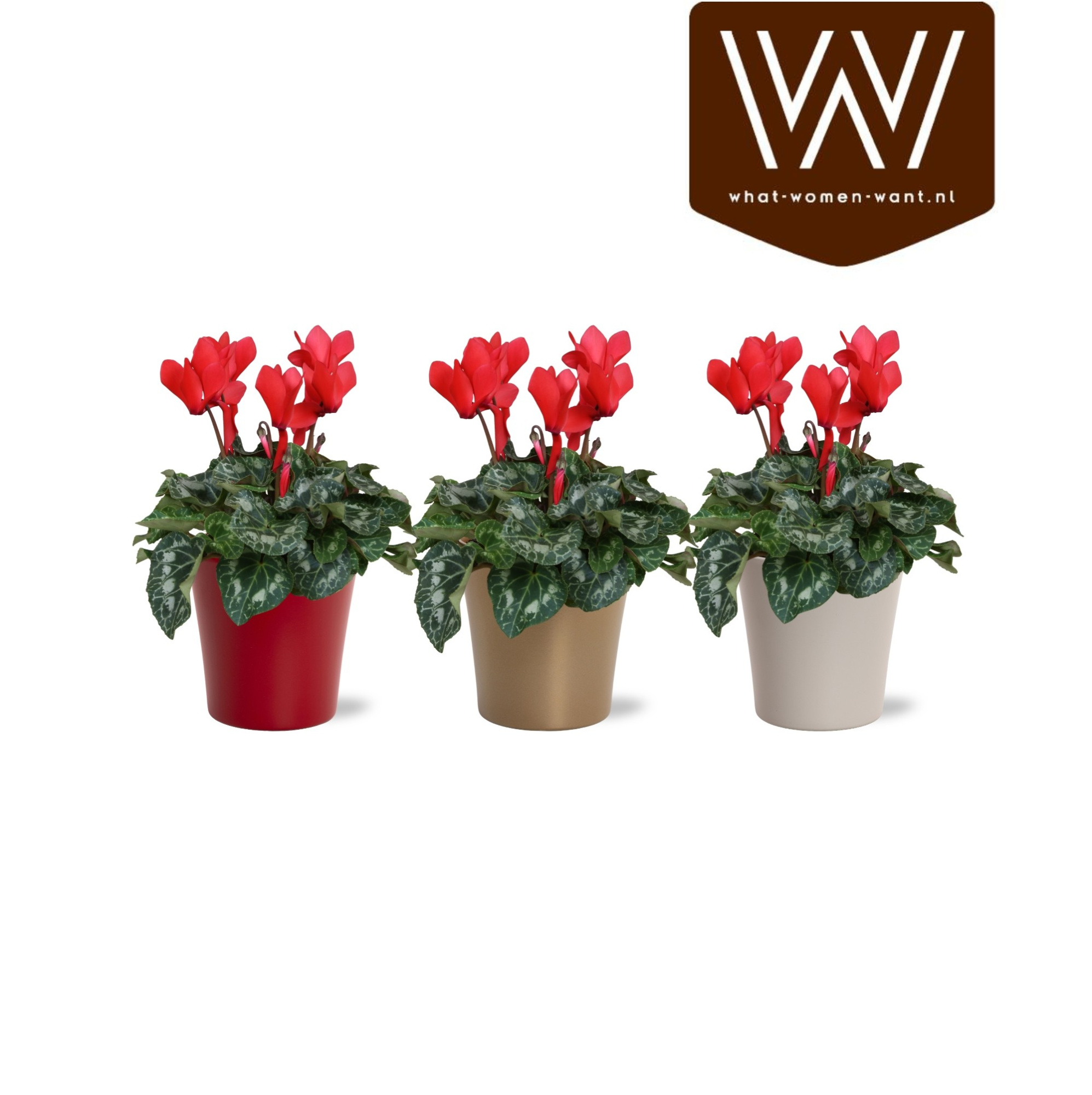 Collectie "Top Blend" Cyclamen rood in gekleurd lotte keramiek kerst, D 14