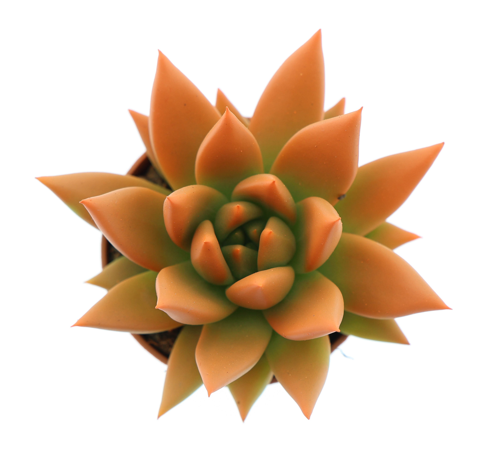 Rainbow orange, D 5,5 cm