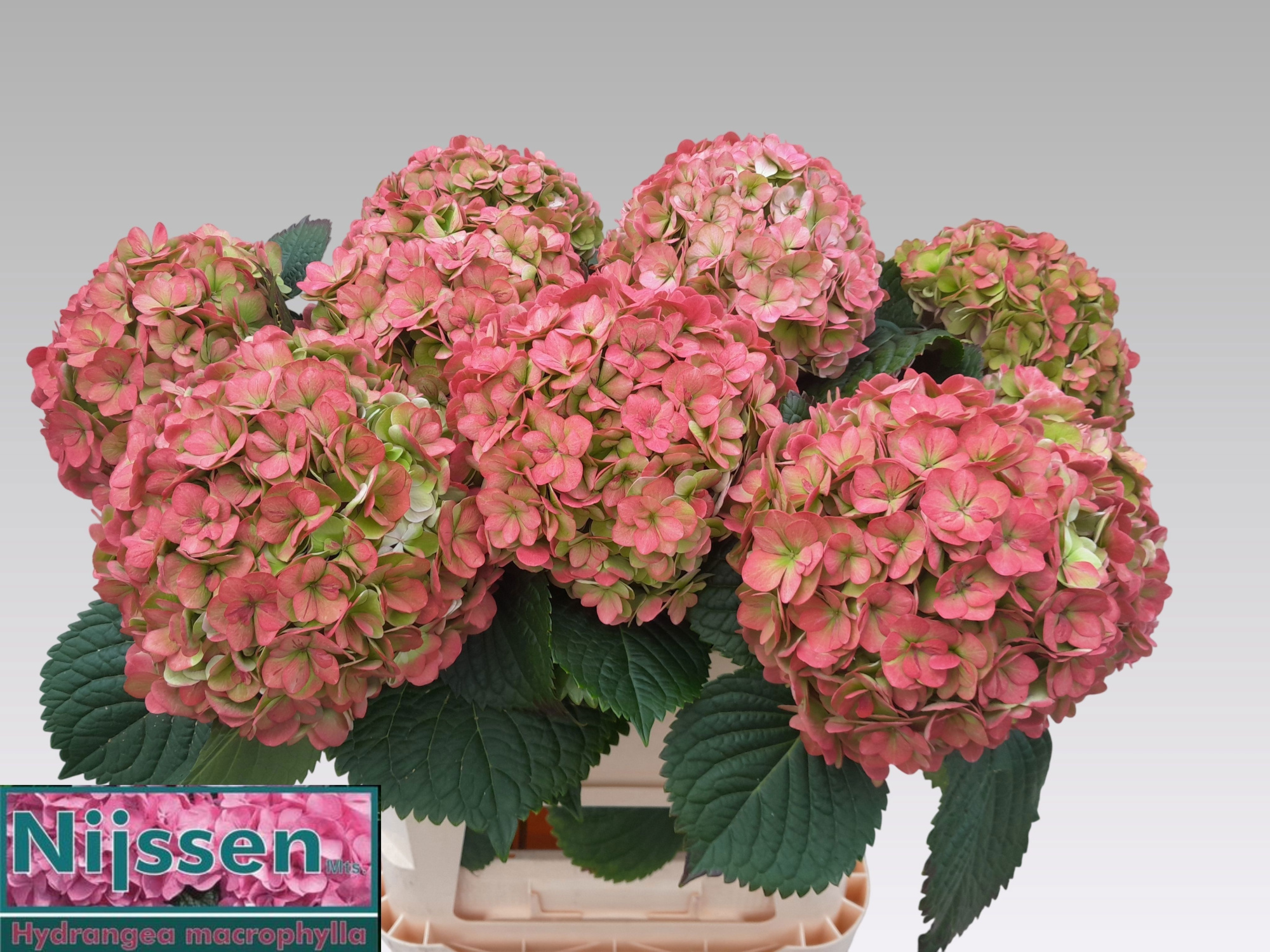 Гортензия Адора Классик 60, шт.