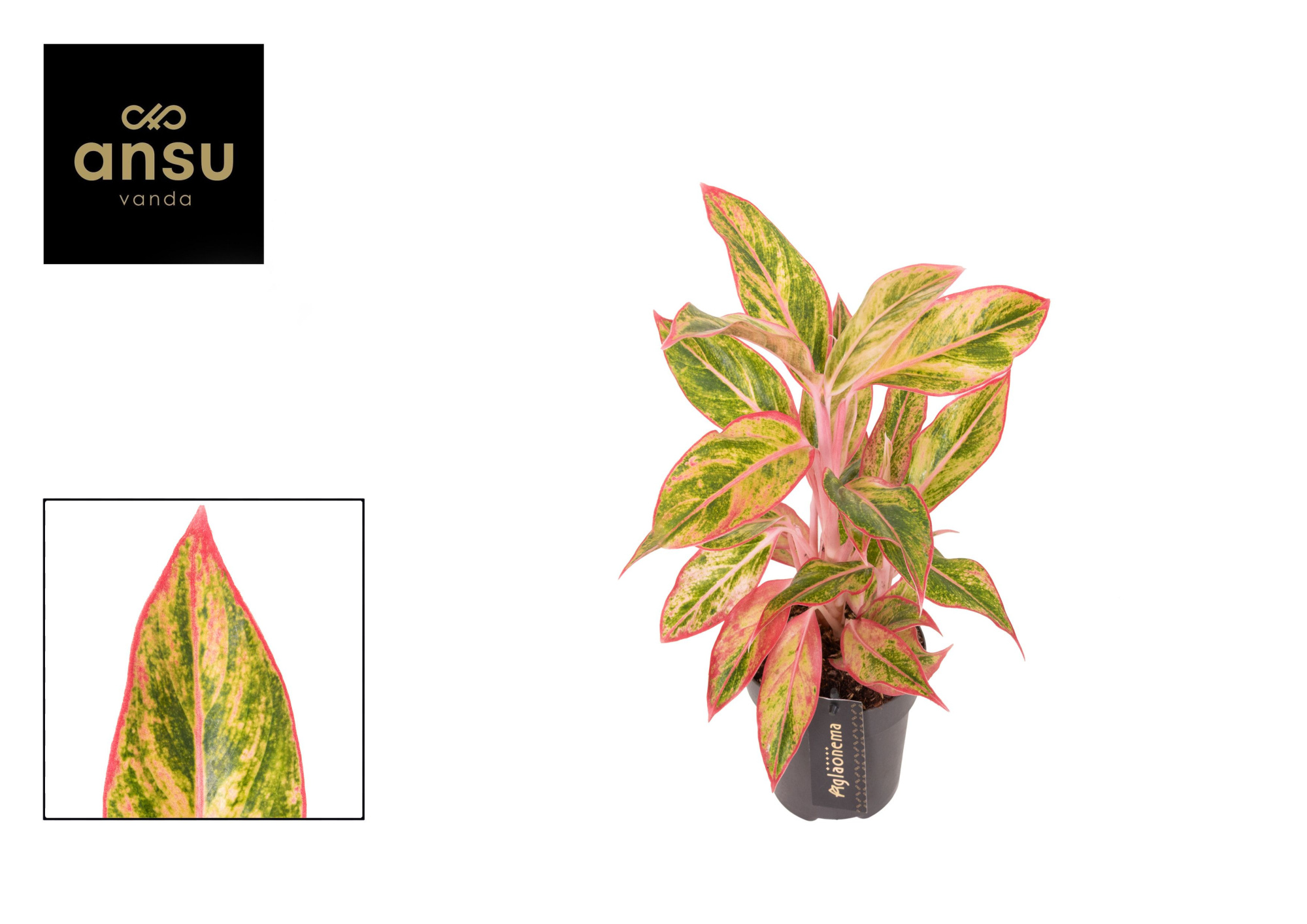 Aglaonema Jungle Nectarine, D 12 cm