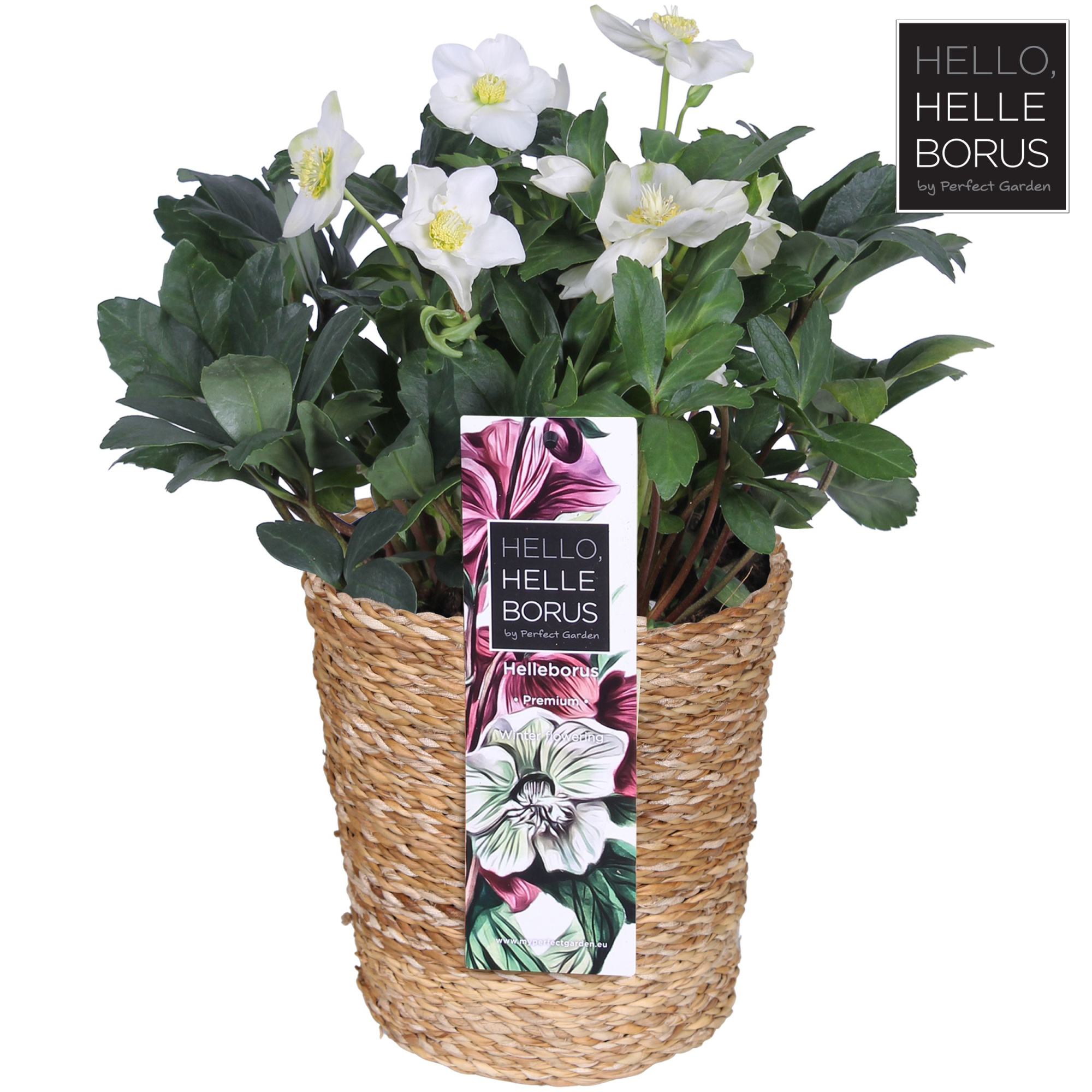 Helleborus niger 'Christmas Carol' P19 (Seagrass Basket), D 19 cm