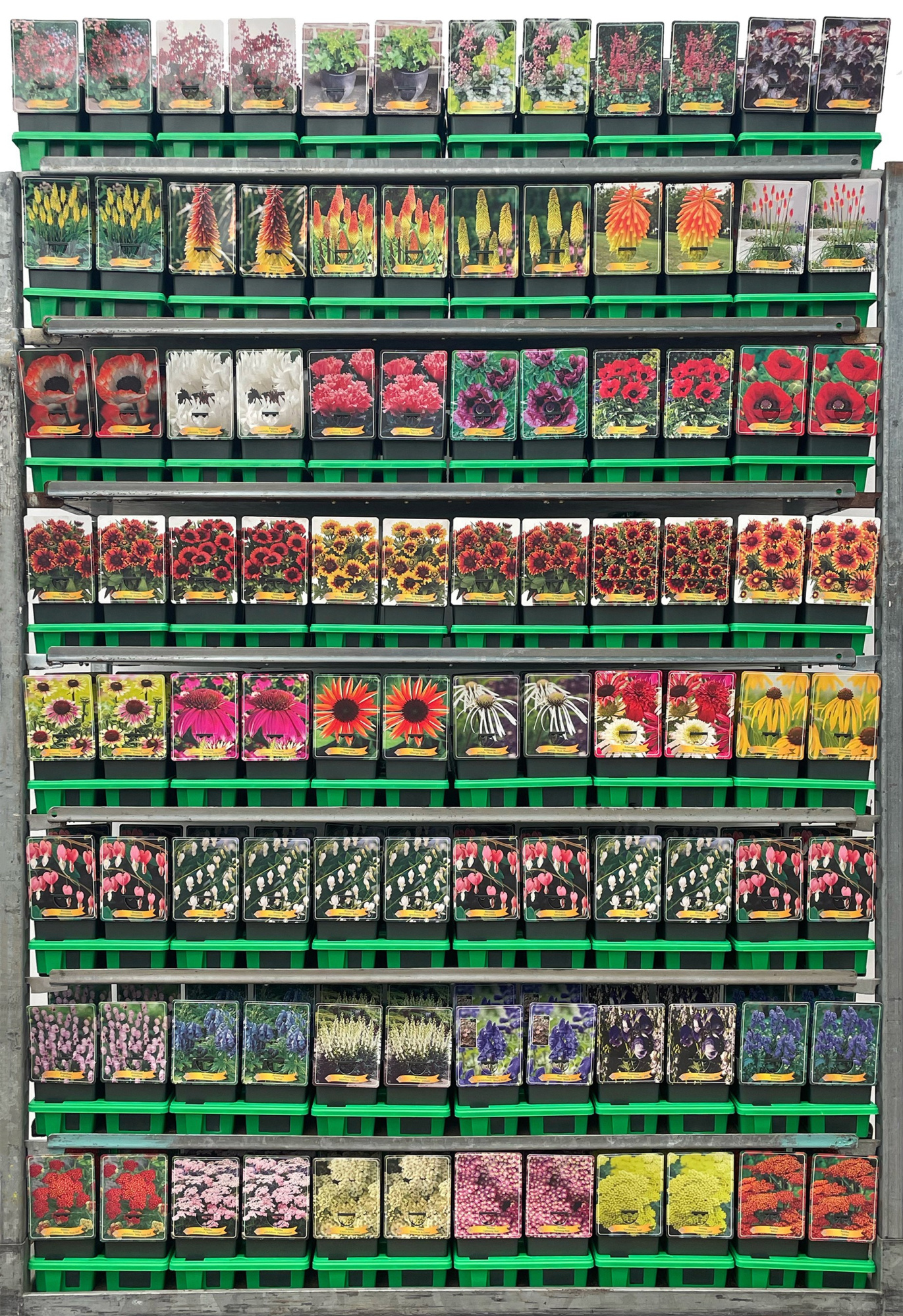 Vaste planten Mix CC 1 P11, D 11