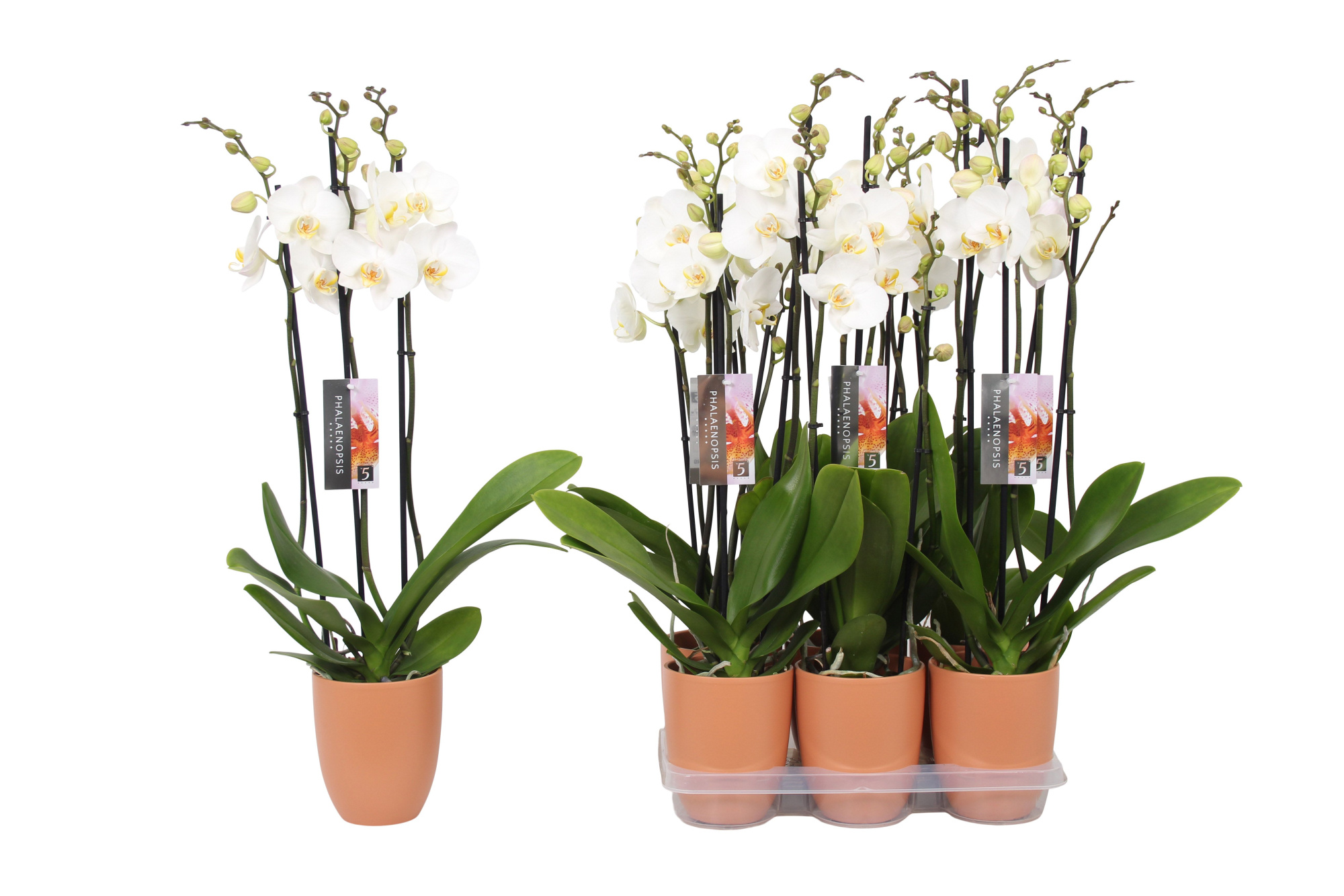 Phalaenopsis White, 3-spike Orange Ceramics, D 12