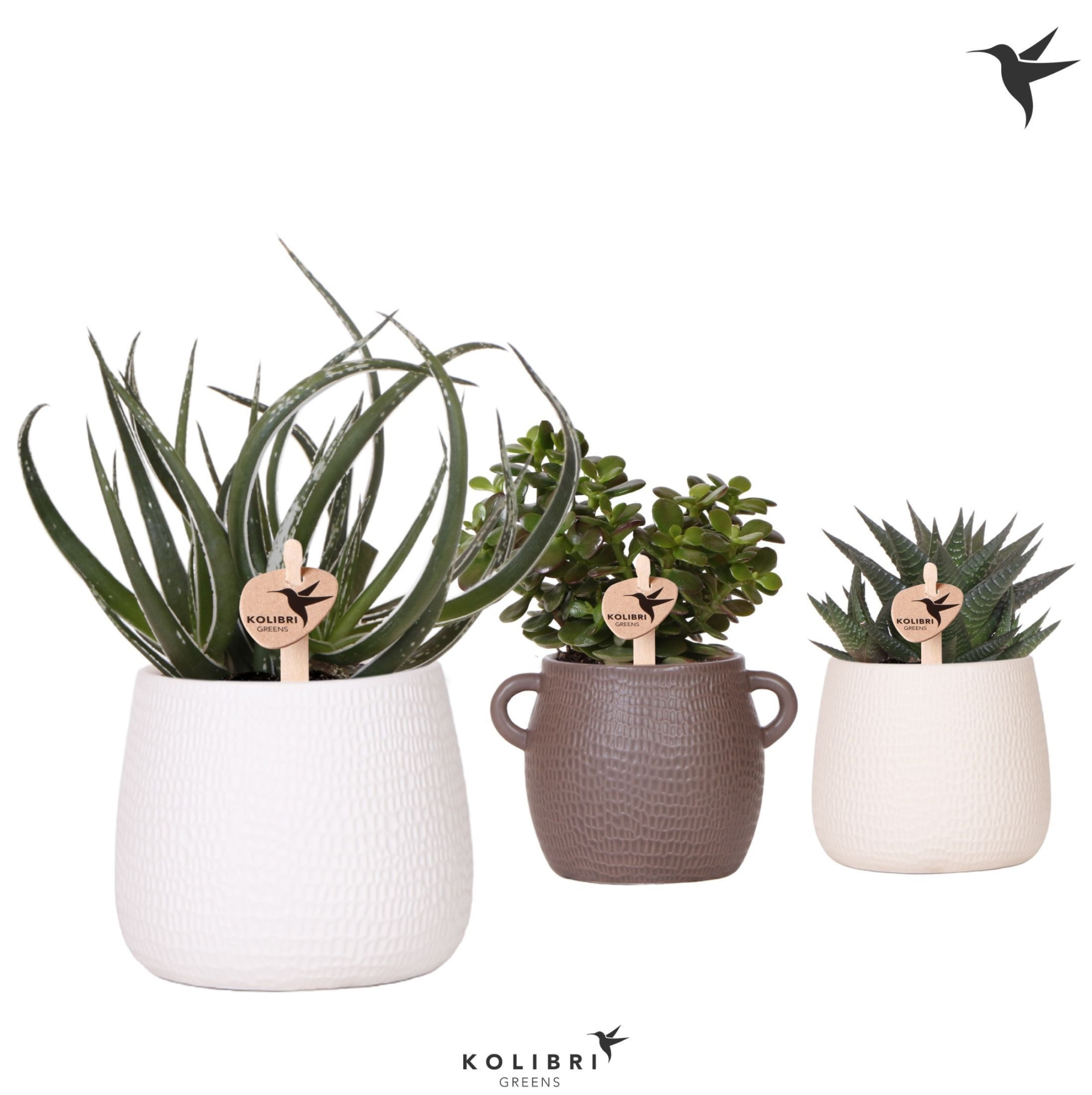 Kolibri Greens Succulenten mix in Scales pot mix, D 9 cm