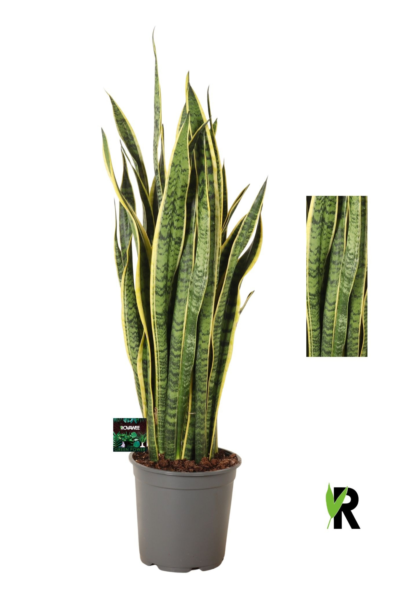 Sansevieria Laurentii, D 24