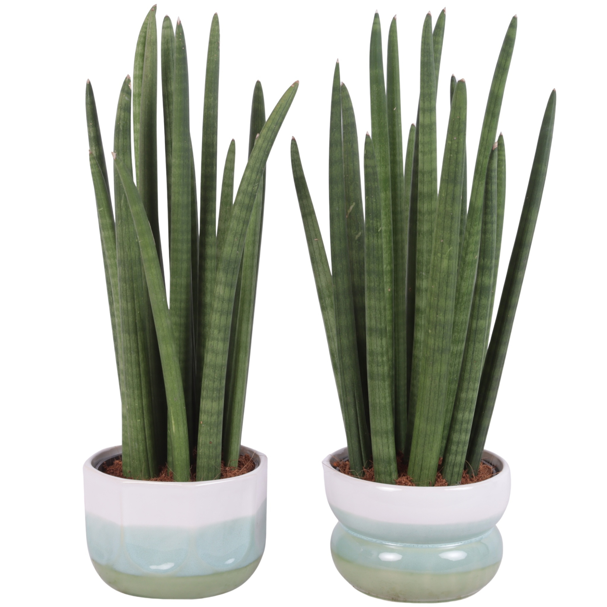 Sansevieria Cylin, Straight 14 Leaf Ø15cm in Ø17cm Ceramic FB675, D 17