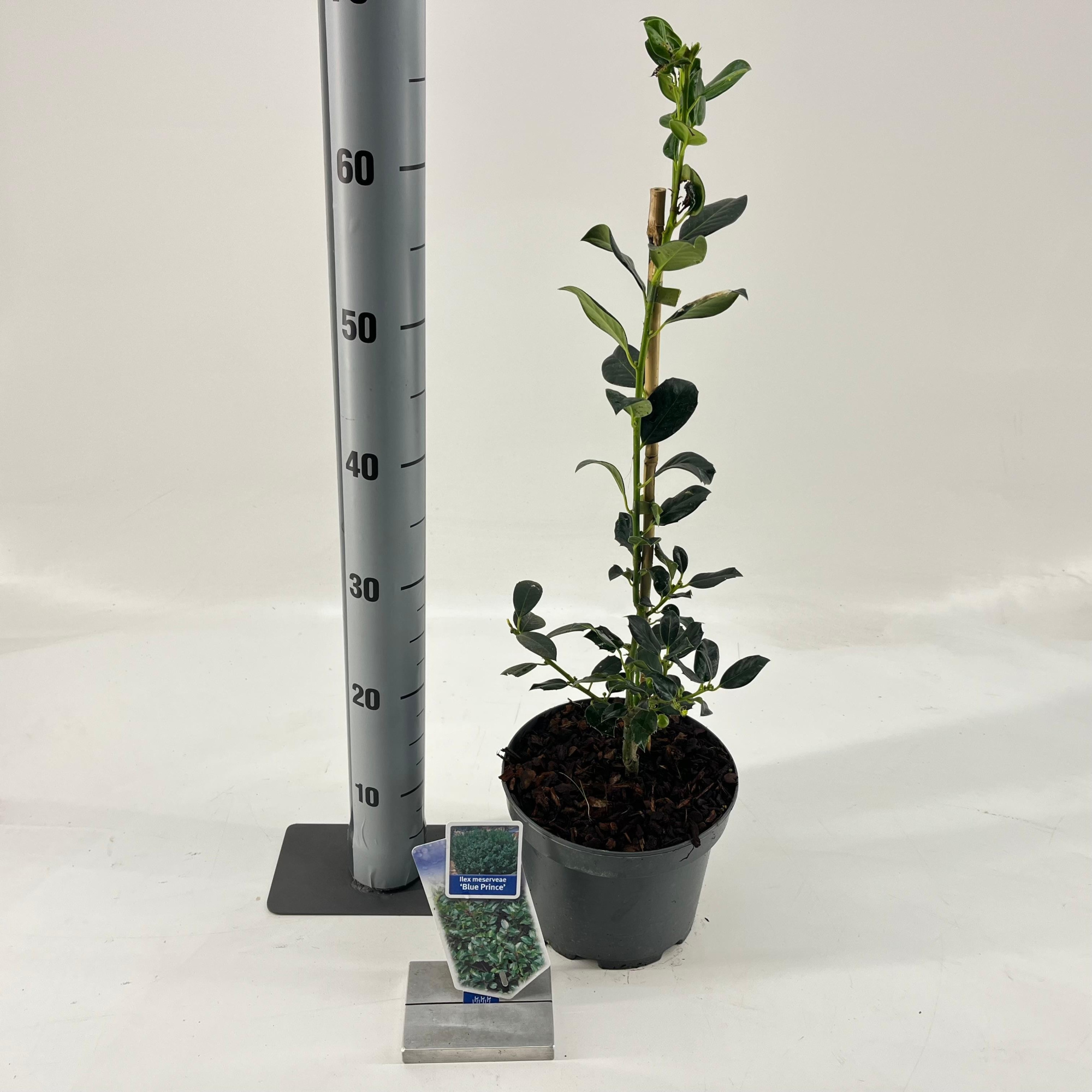 Ilex meserveae 'Blue Prince', D 19 cm