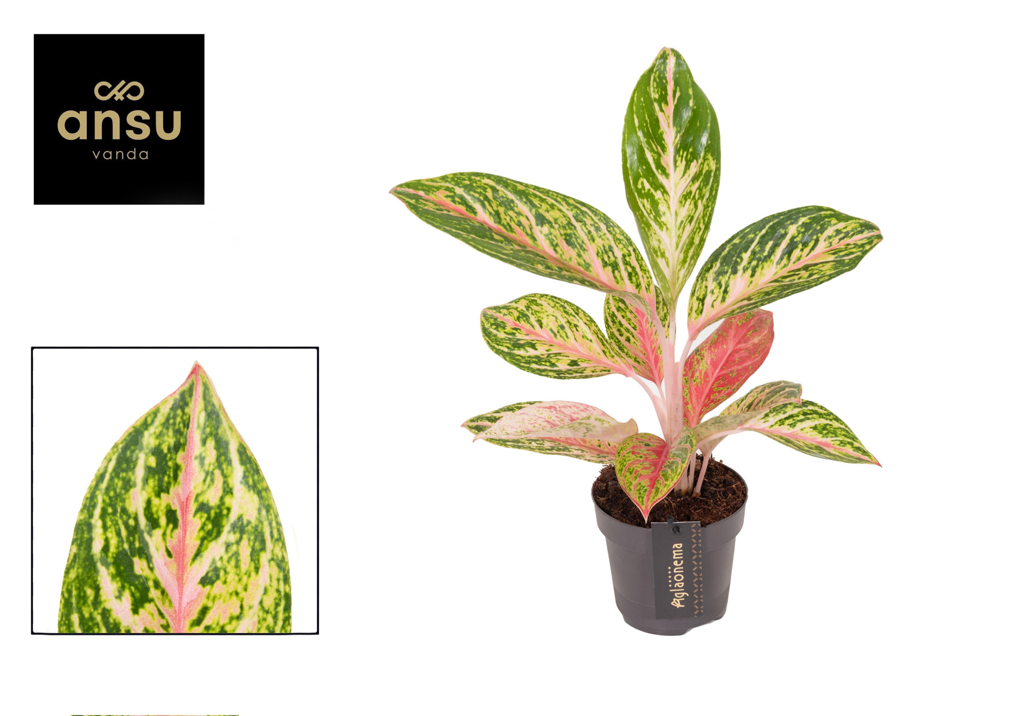 Aglaonema Coco Melon, D 12