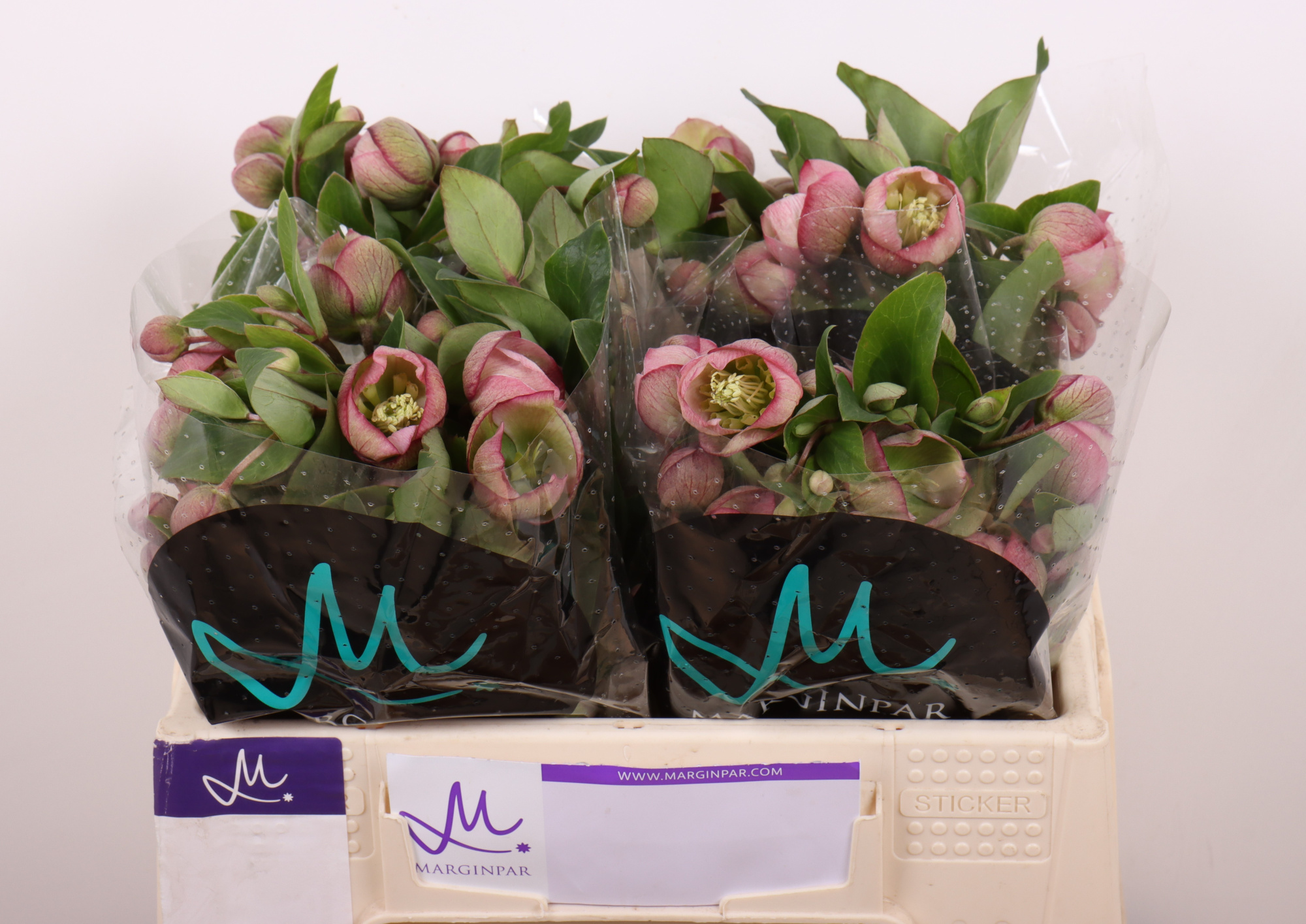 Хелеборус од. Бэлла Бэллс 35, шт.