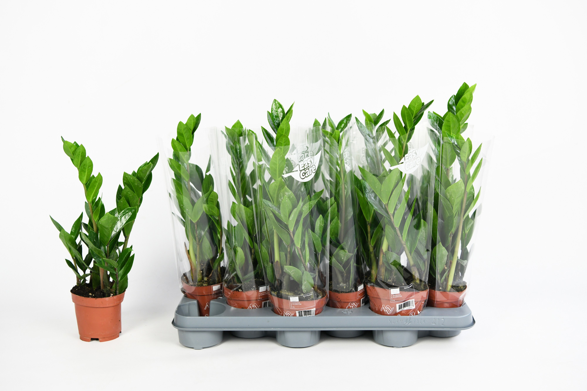 Zamioculcas 10,5 2 veren, D 10,5
