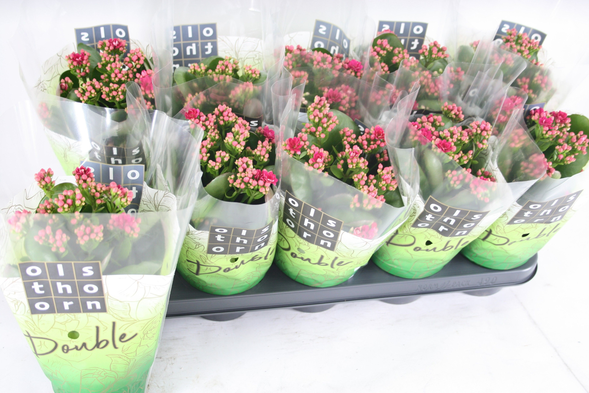 Gevuld 12 cm PAARS, D 12 cm