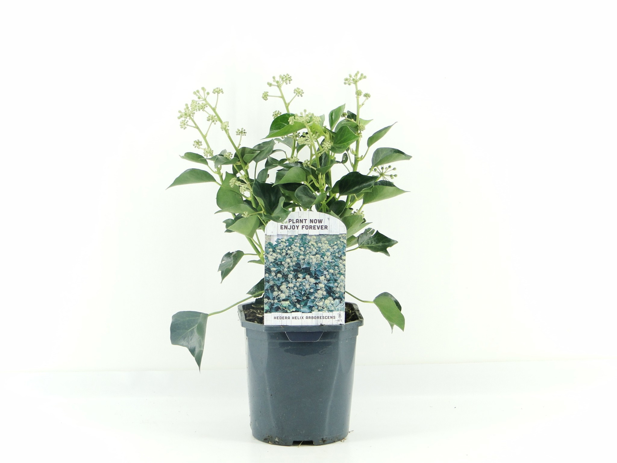 Hedera Helix Arborescens, D 17 cm