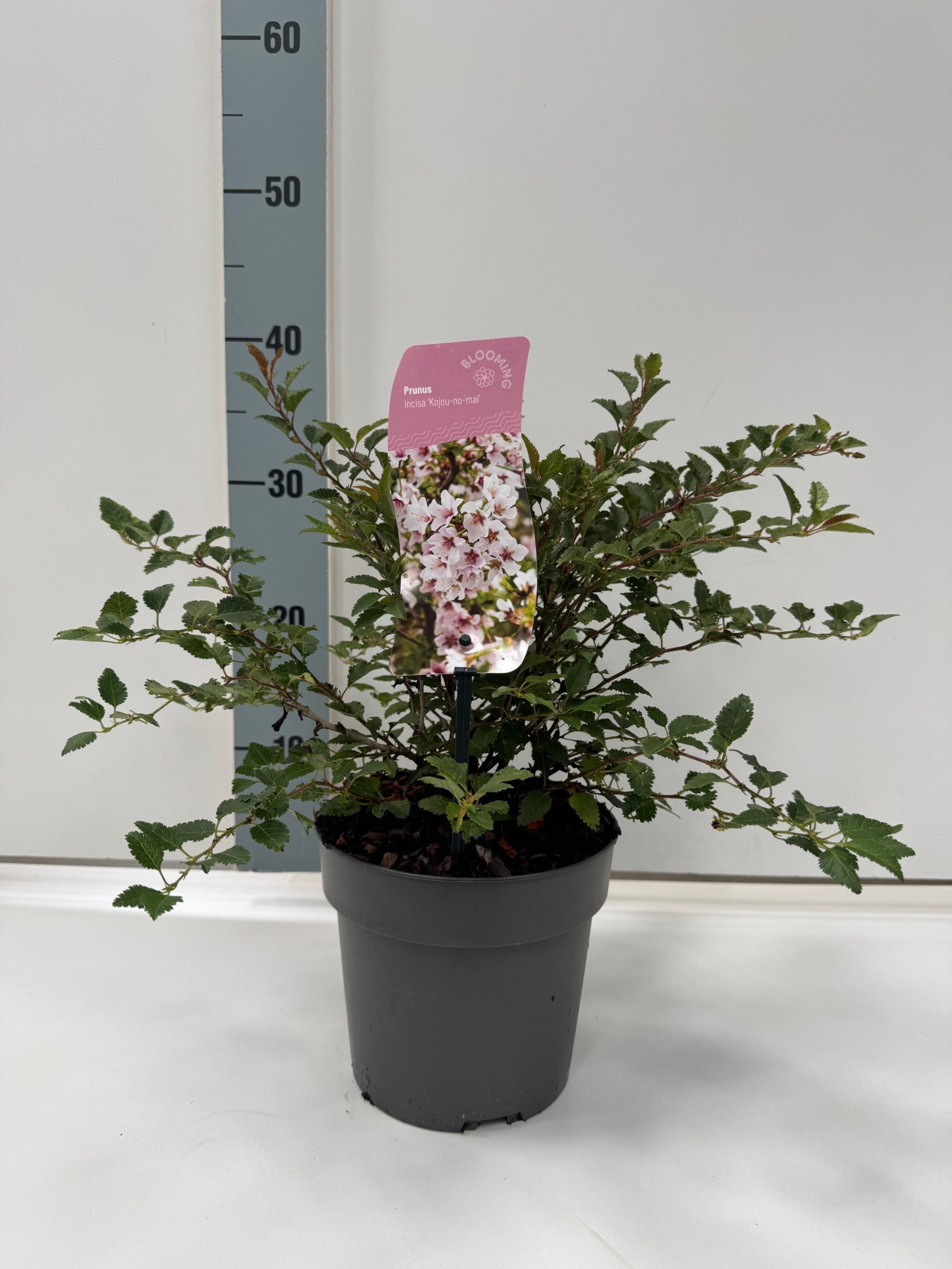 Prunus inc. 'Kojoe-No-Mai, D 17 cm