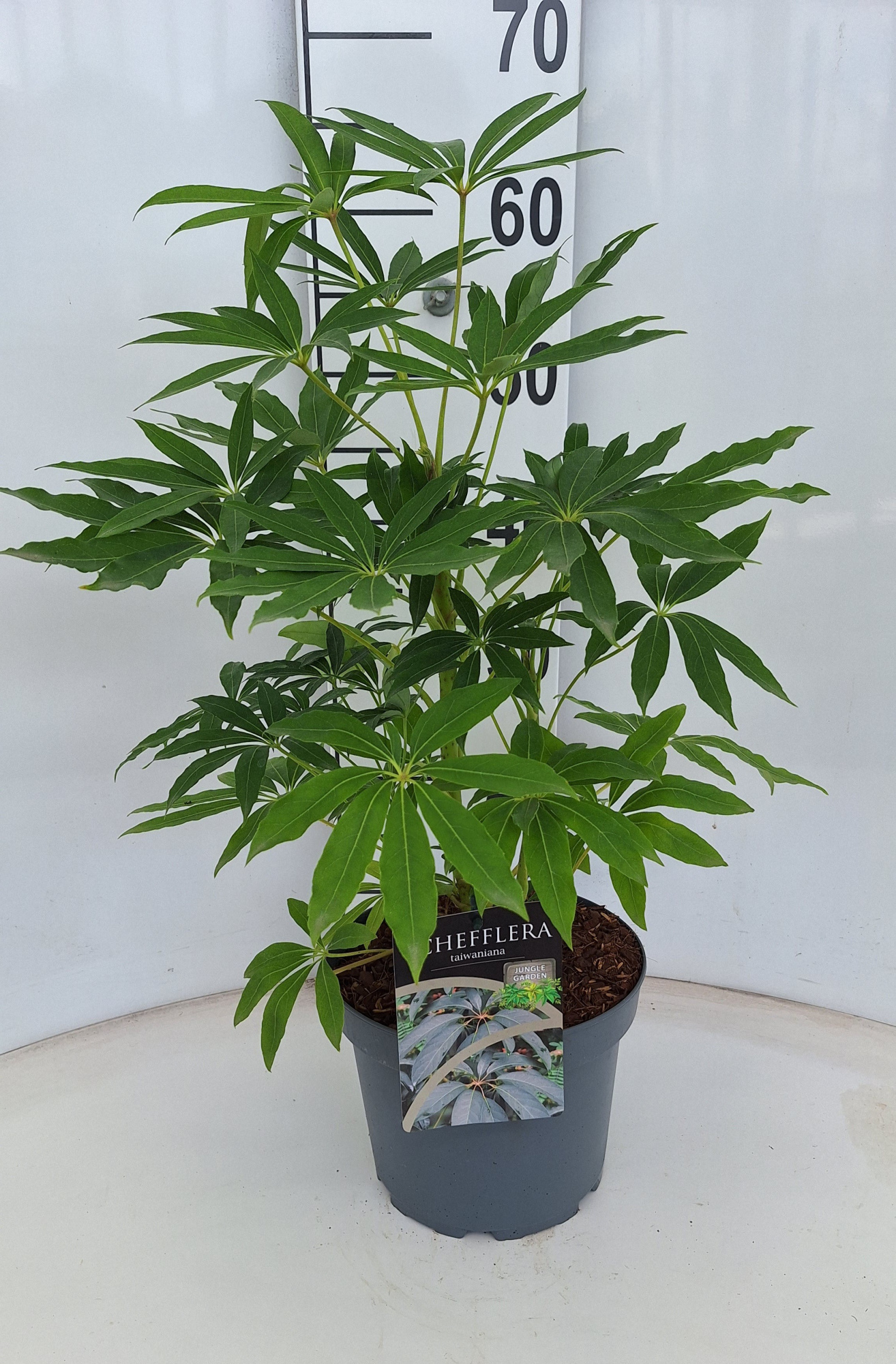 Schefflera taiwaniana, D 21 cm