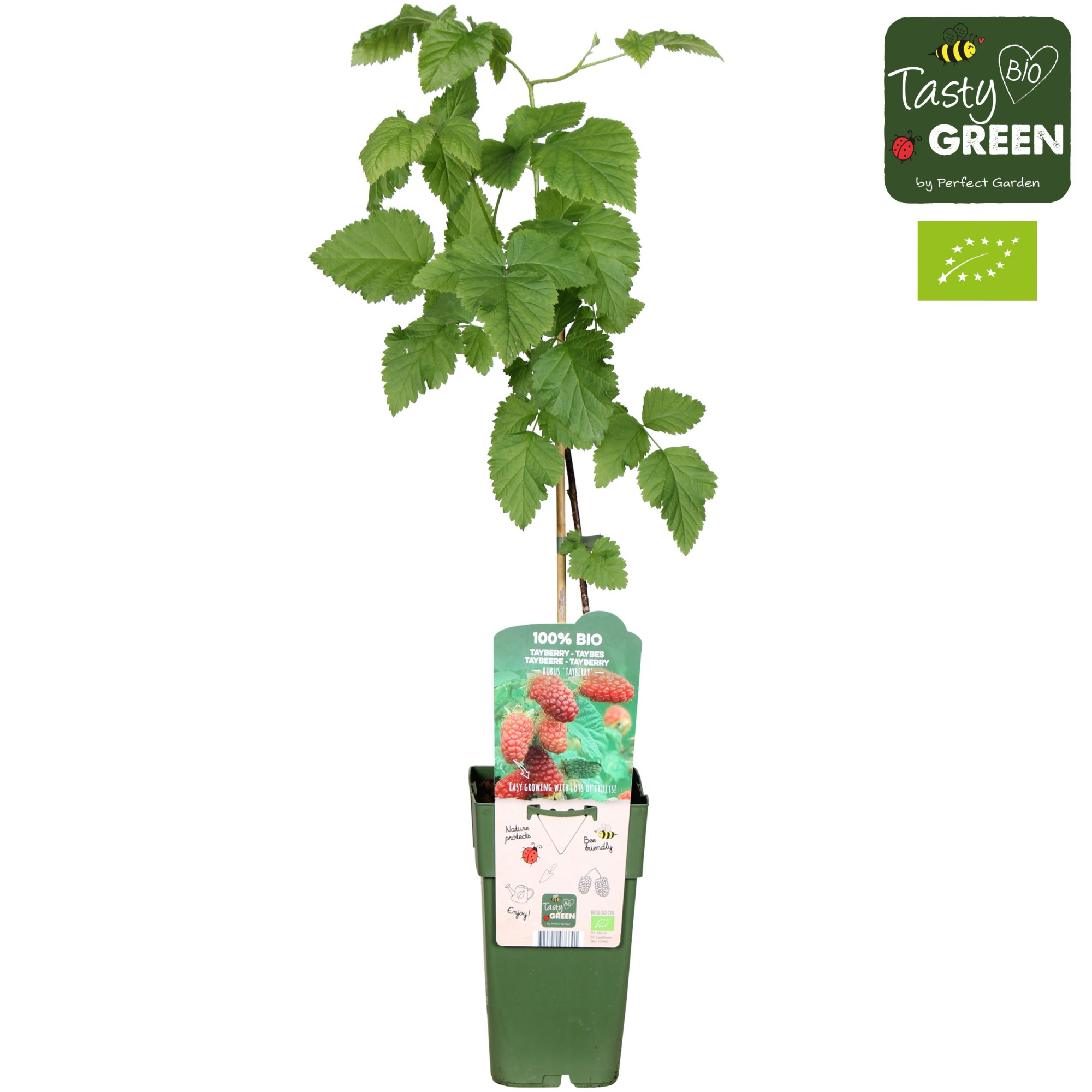 Rubus Tayberry Bio P15, D 15 cm