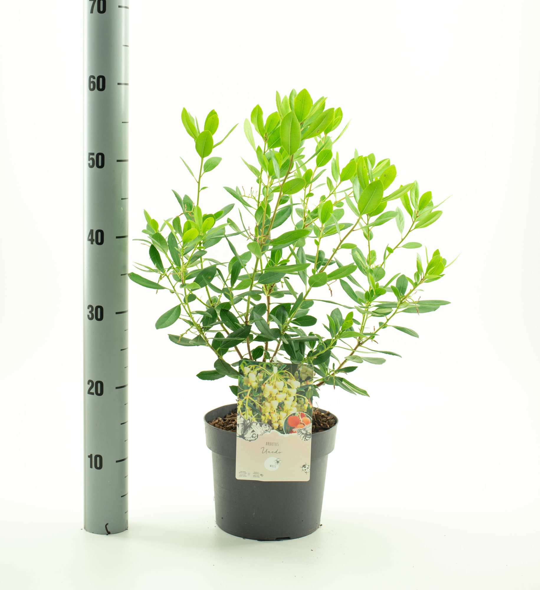 Arbutus unedo, D 19 cm