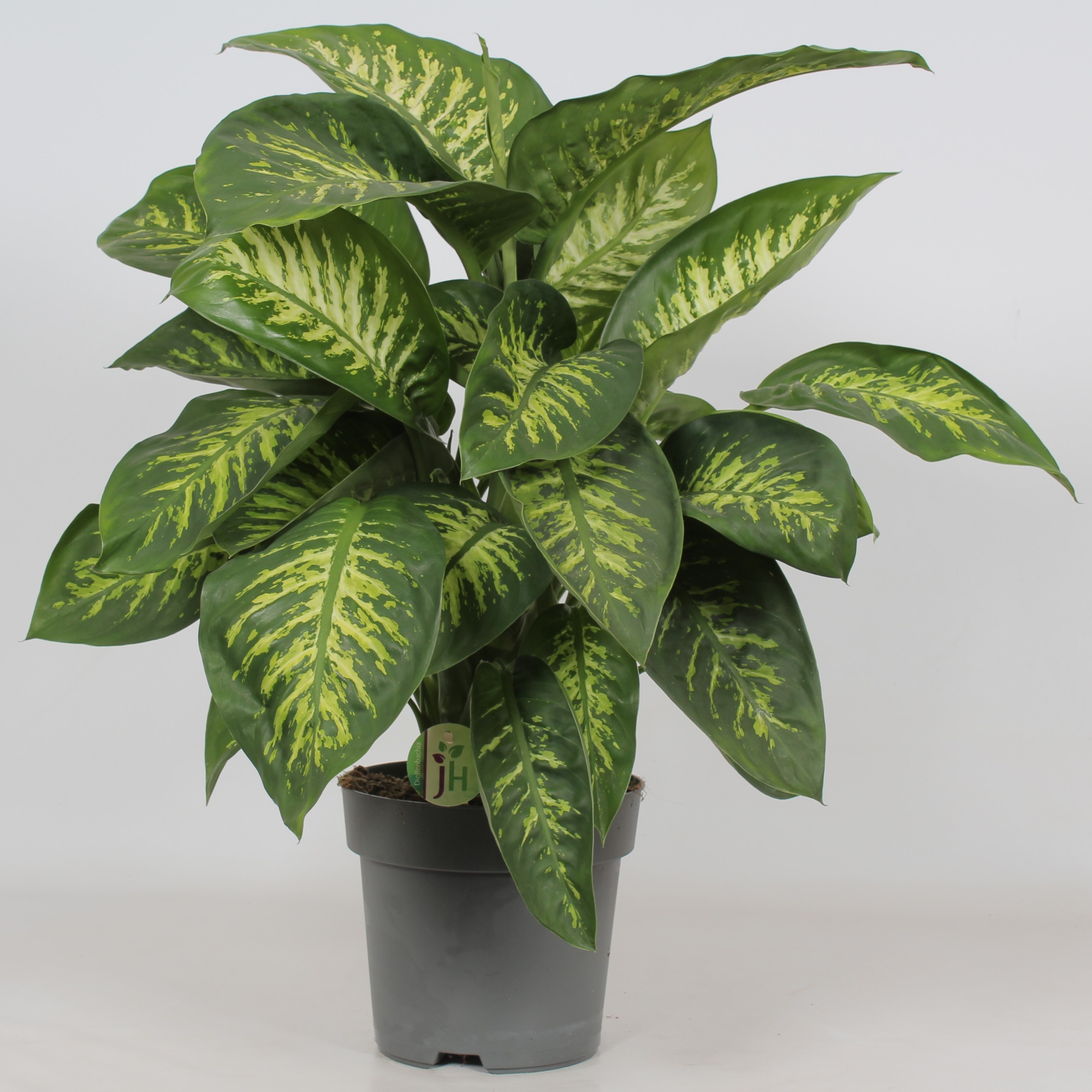Dieffenbachia 'Reeva', D 24 cm